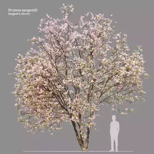 Prunus sargentii 3D model