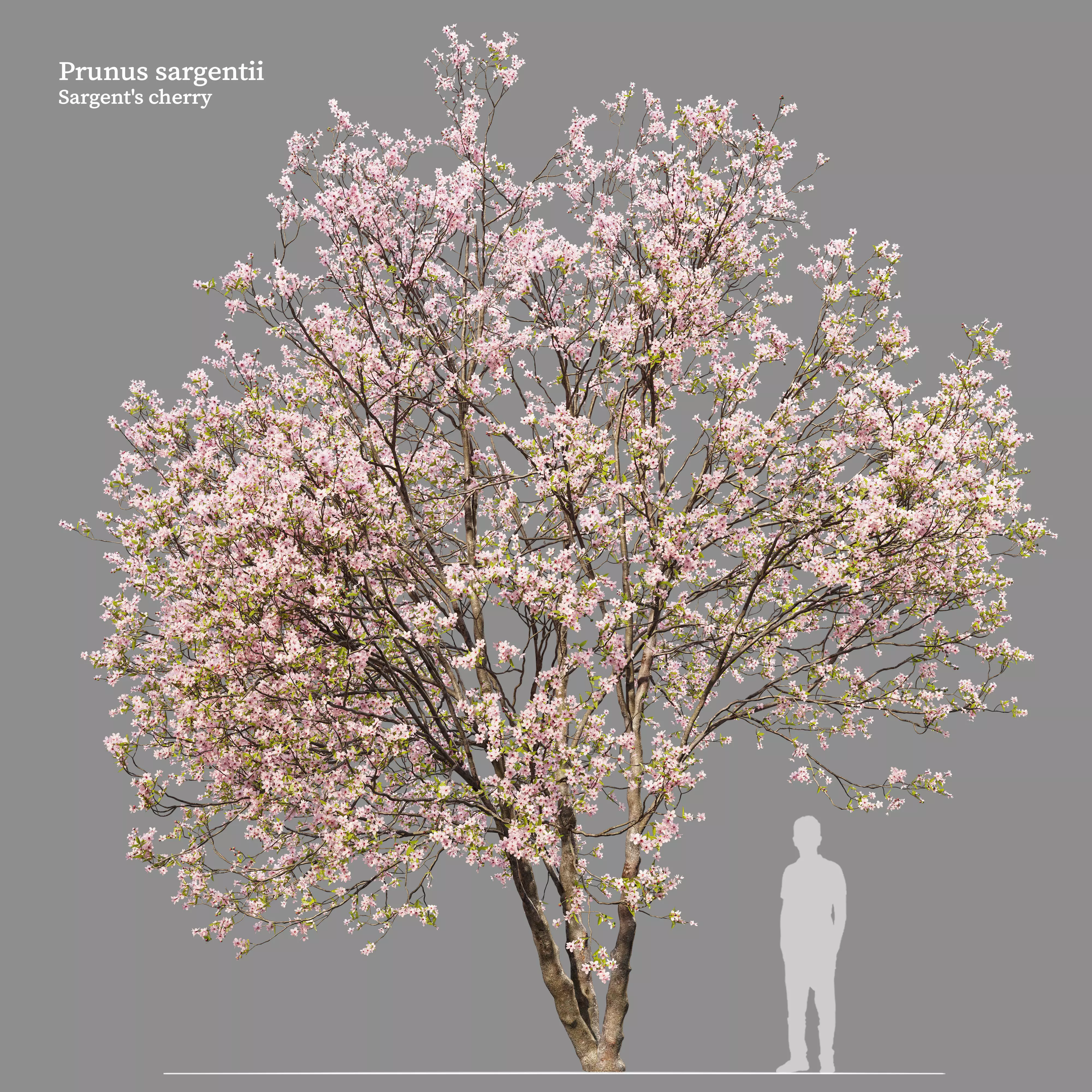 Prunus sargentii 3D model_0
