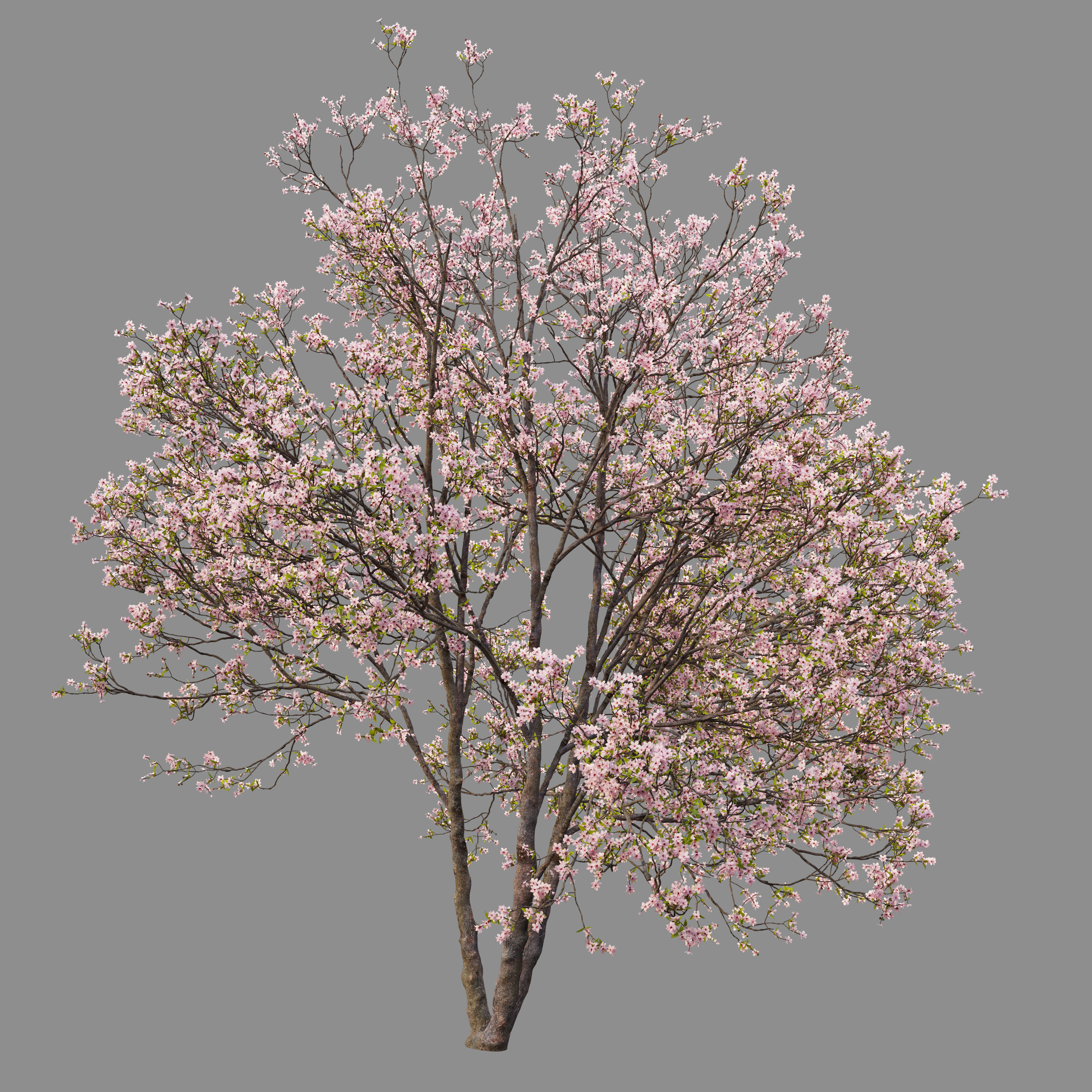 Prunus sargentii 3D model_2