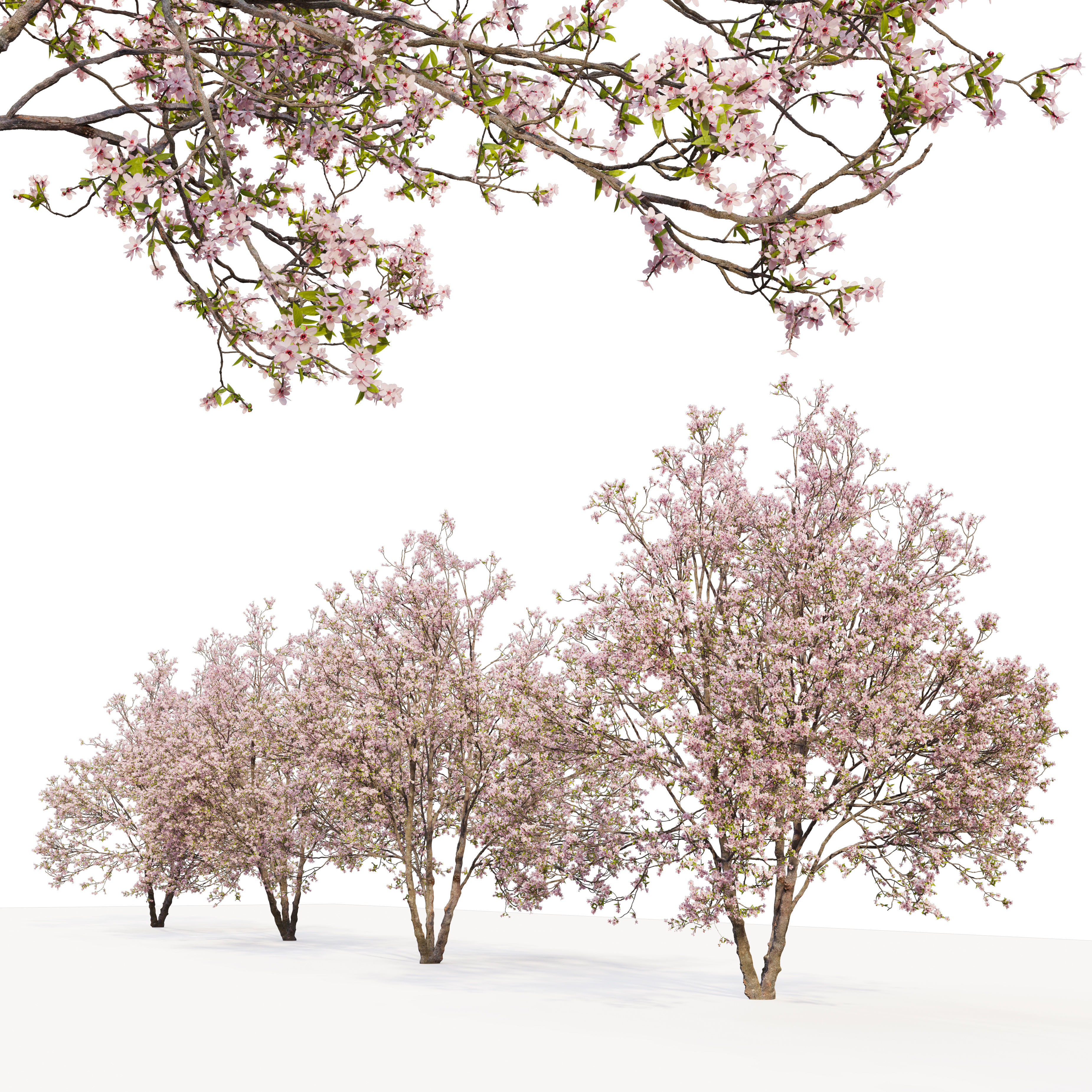Prunus sargentii 3D model_5