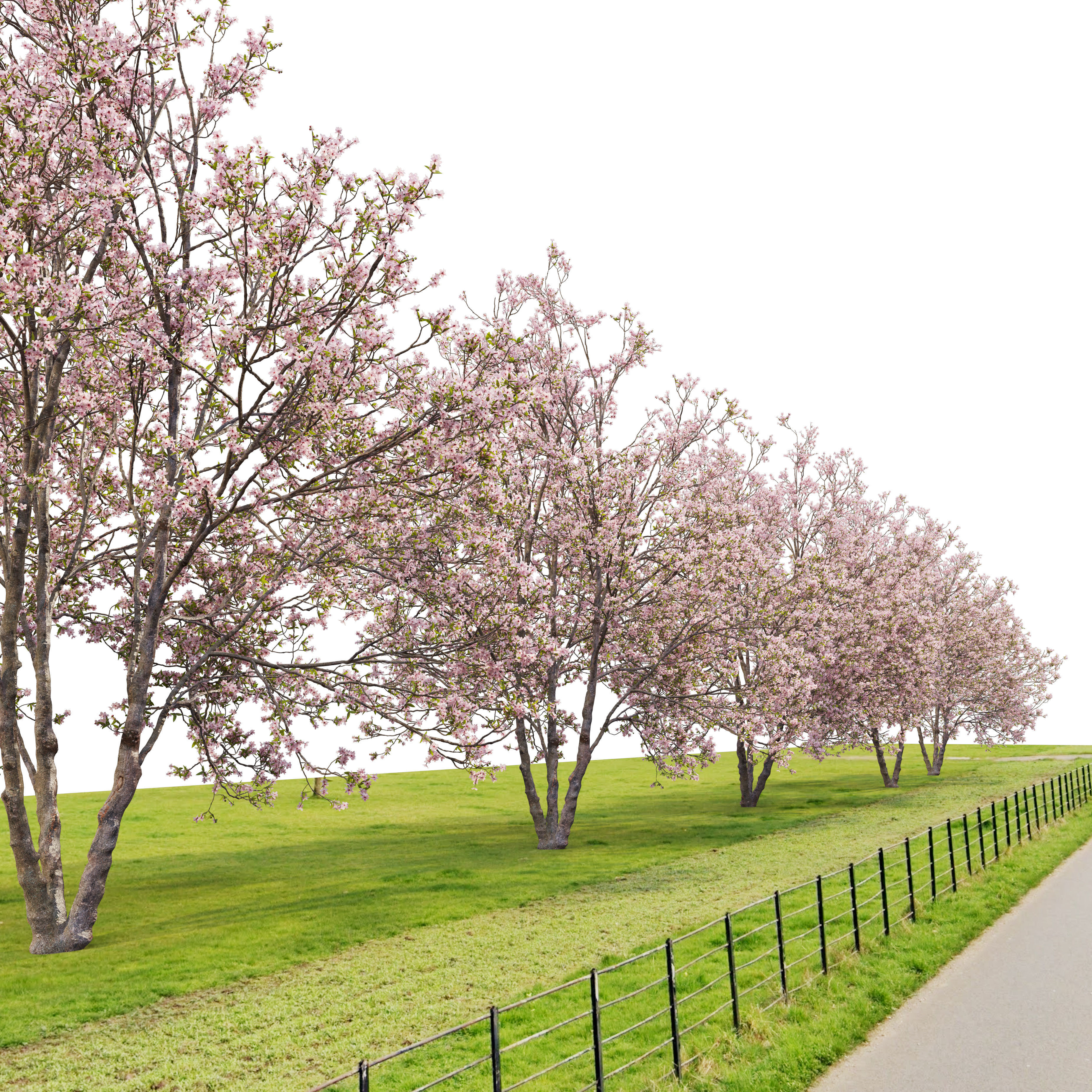 Prunus sargentii 3D model_4