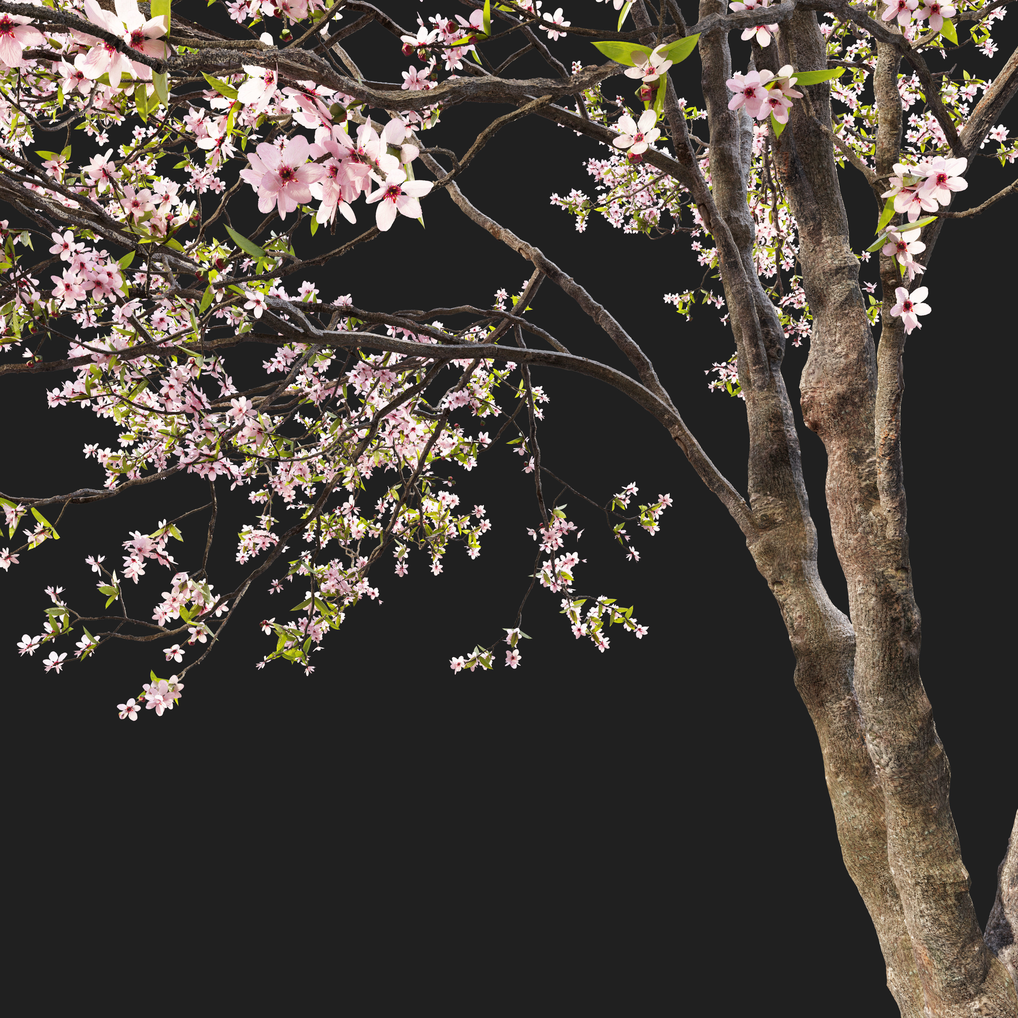 Prunus sargentii 3D model_3