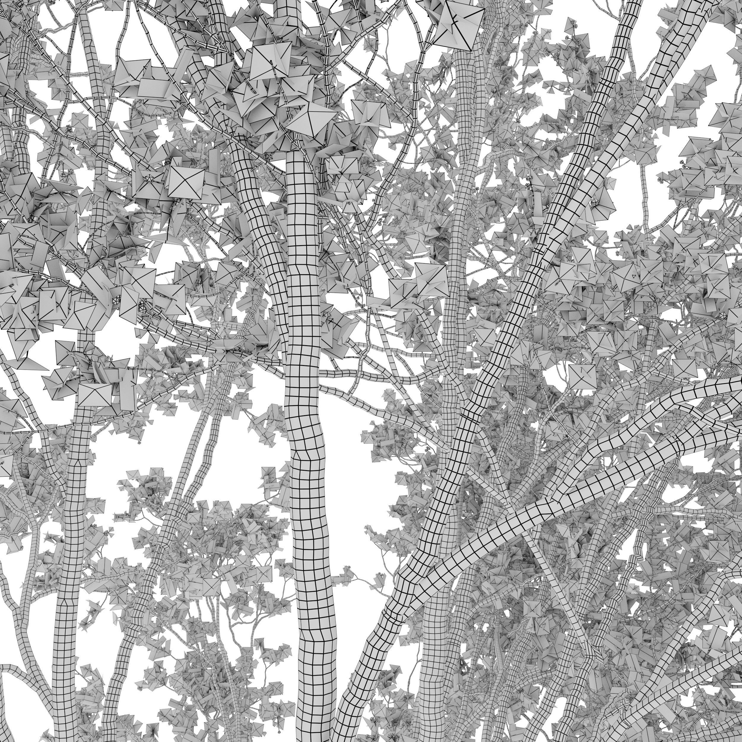 Prunus sargentii 3D model_6