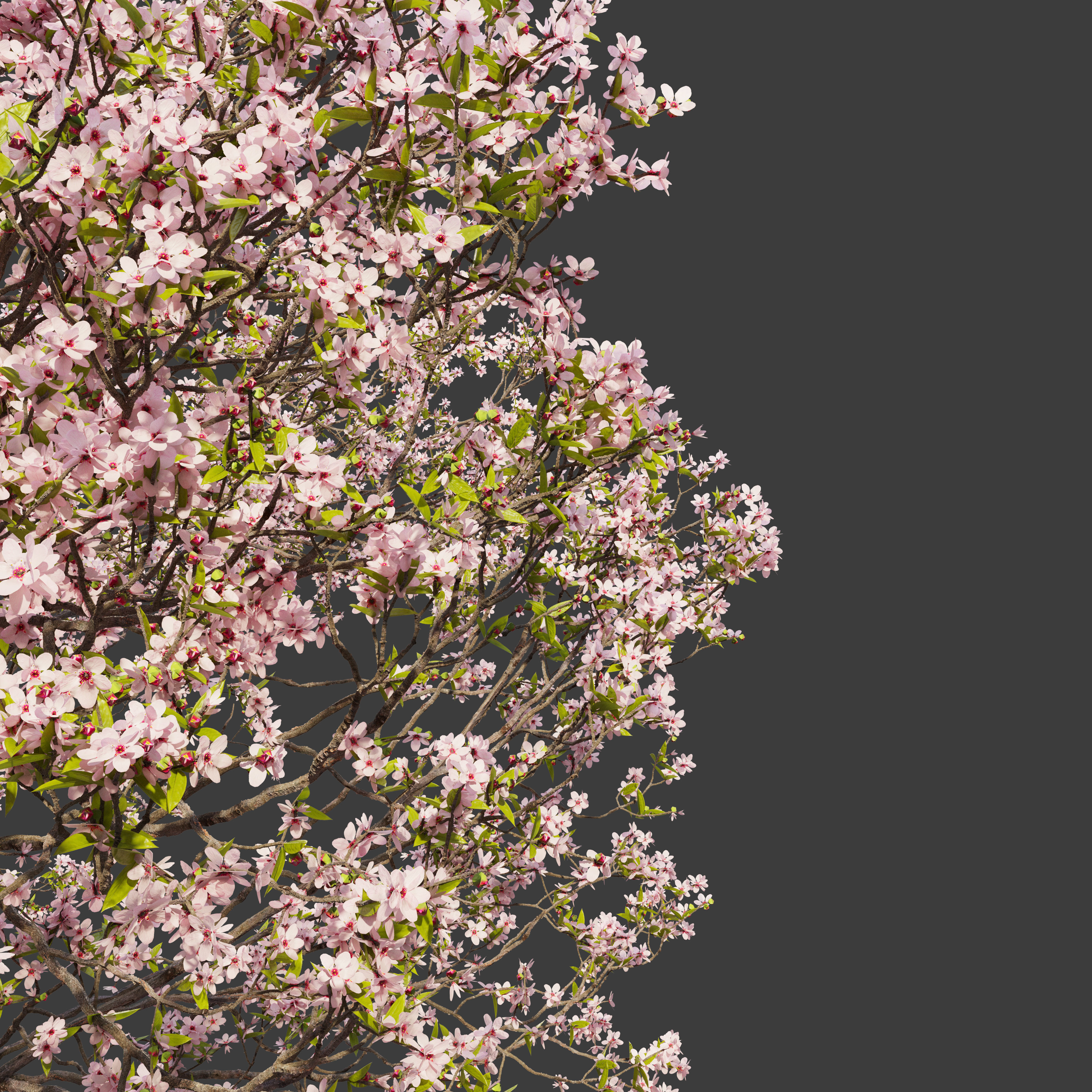 Prunus sargentii 3D model_1