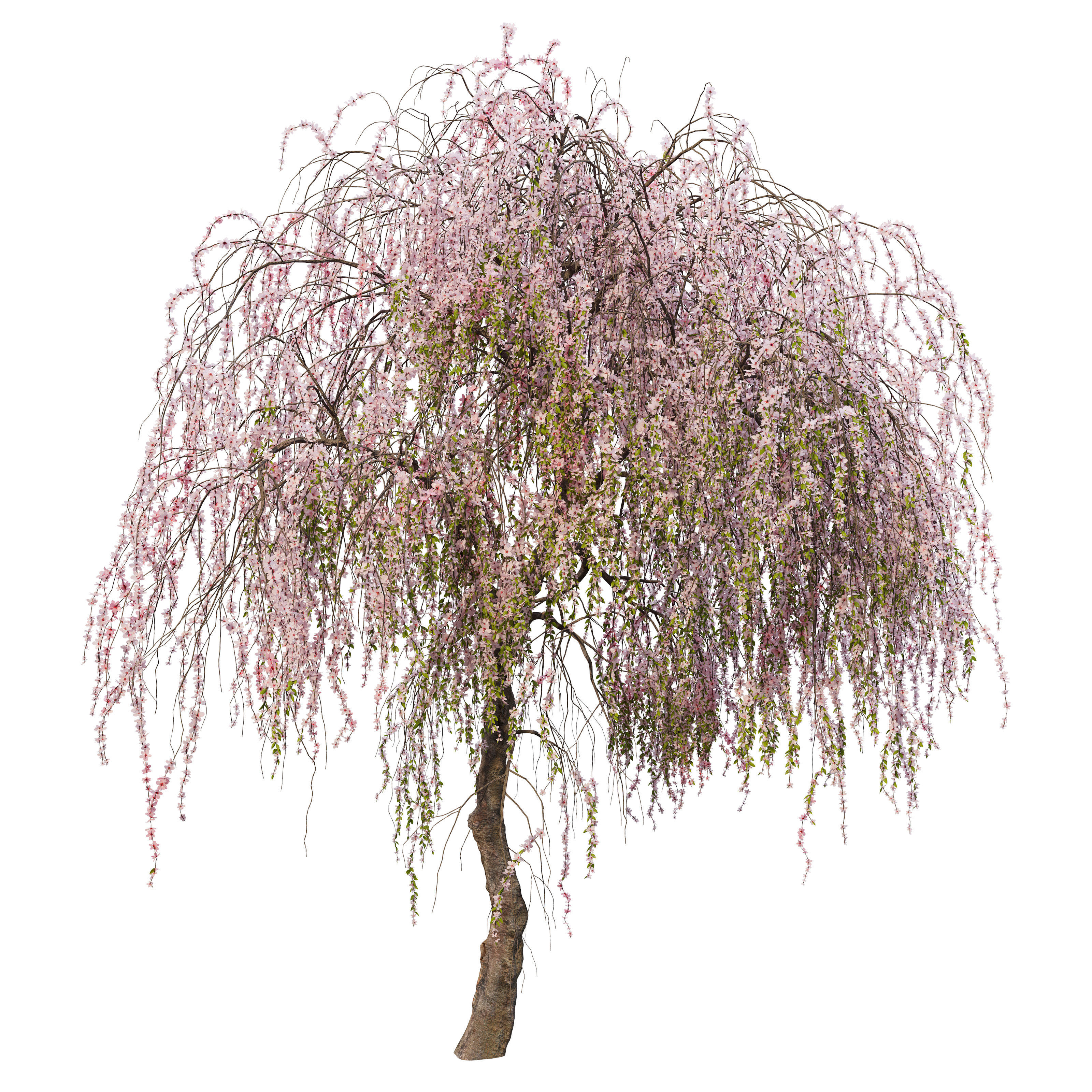 Weeping cherry 3D model_2
