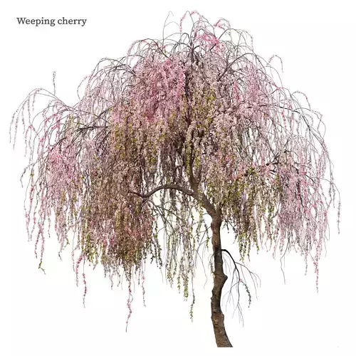 Weeping cherry