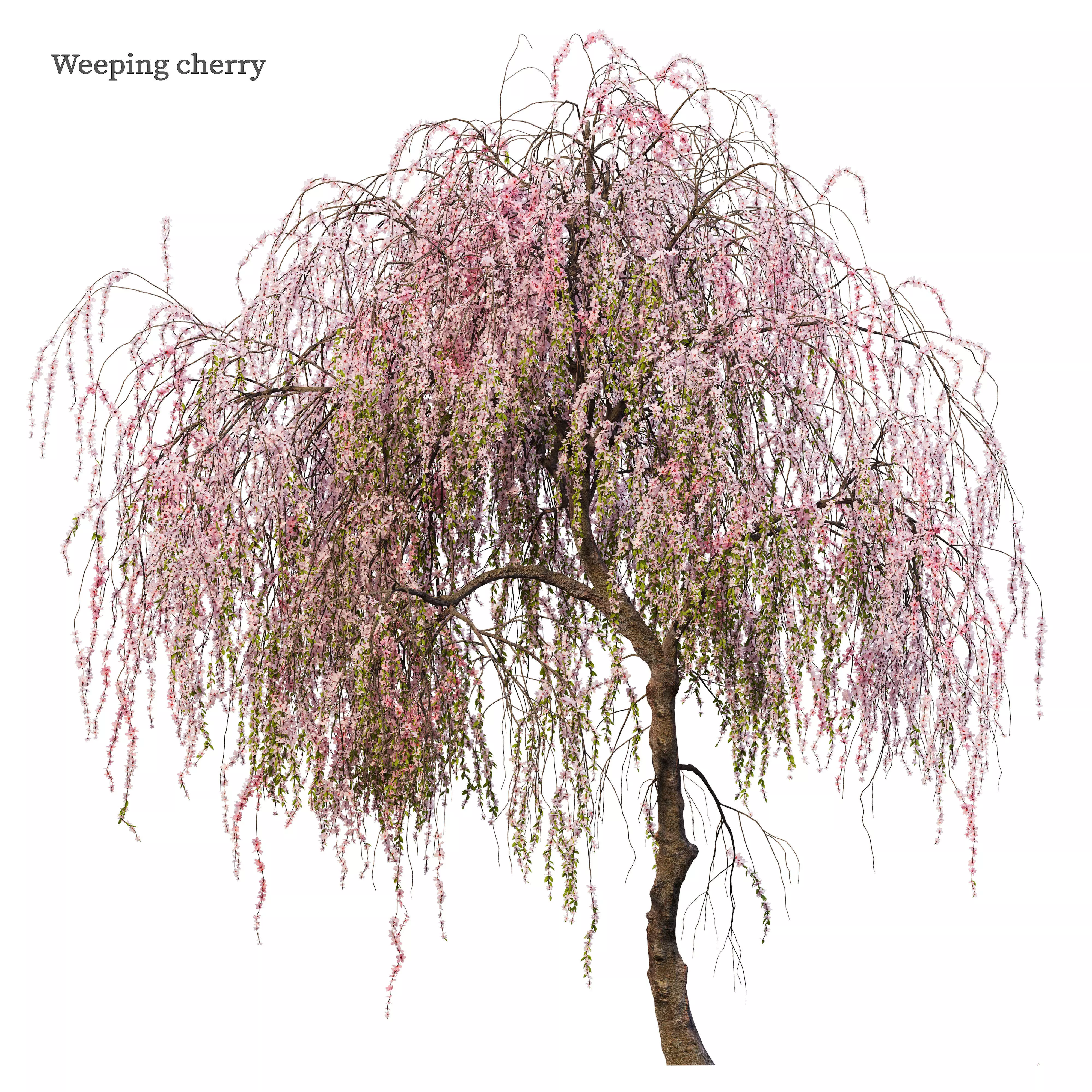 Weeping cherry 3D model_0