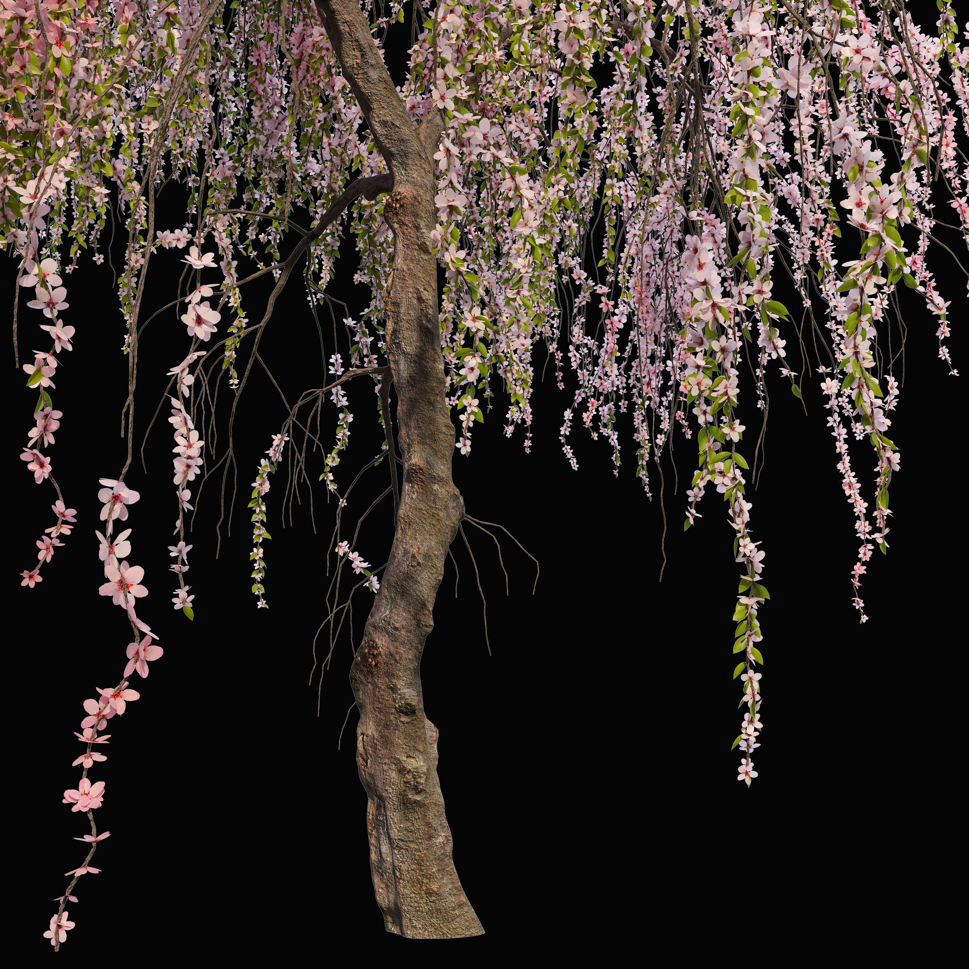Weeping cherry 3D model_1