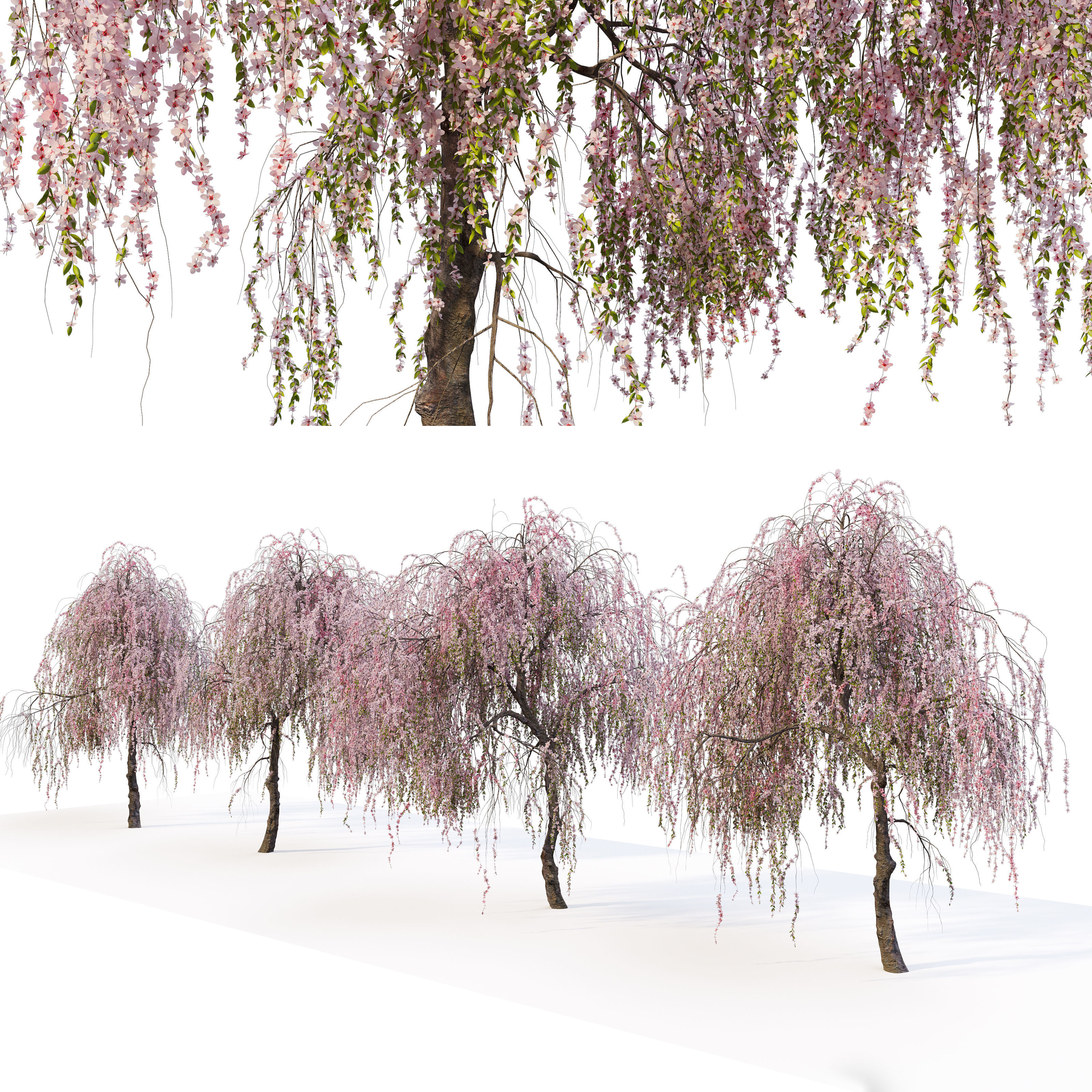 Weeping cherry 3D model_3
