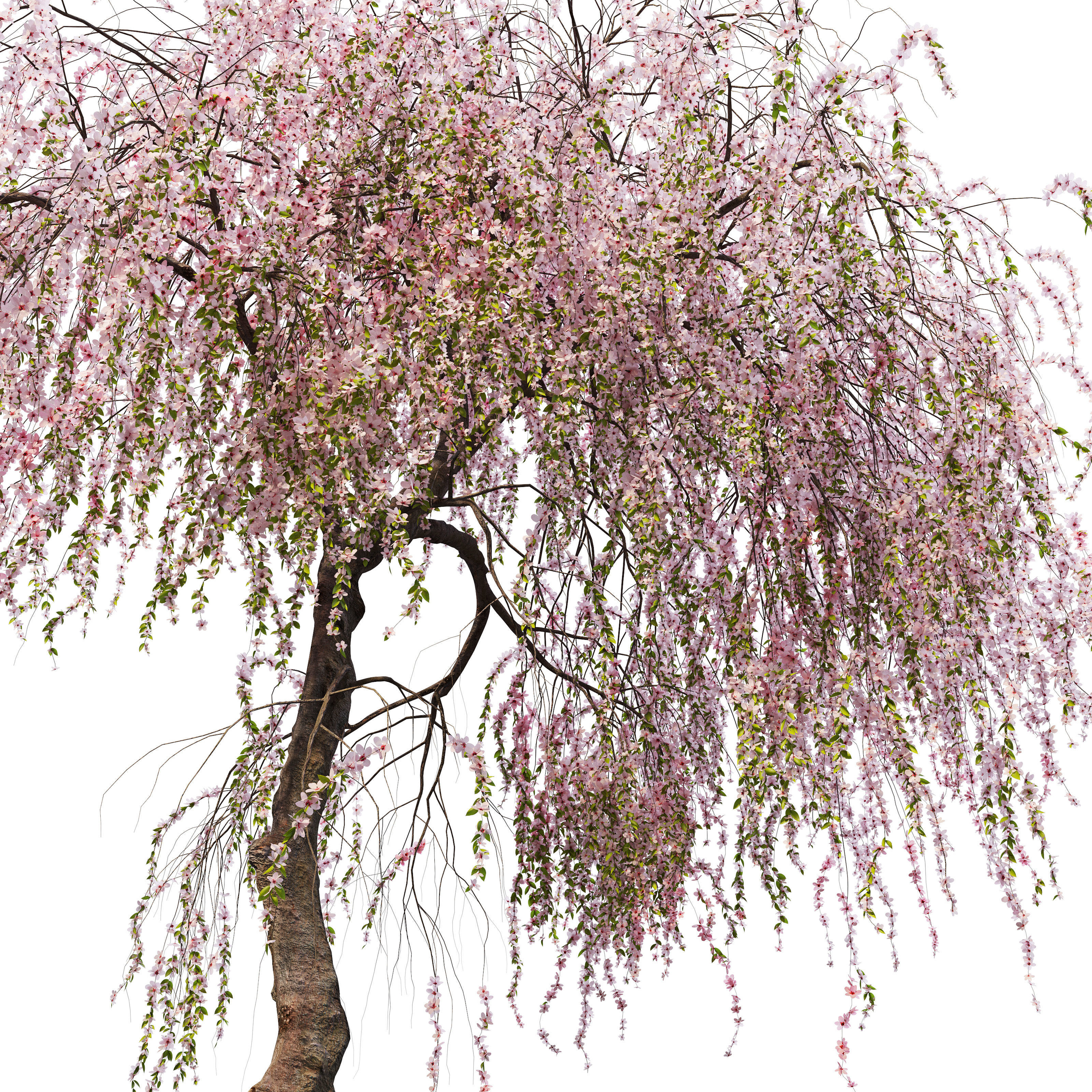 Weeping cherry 3D model_4