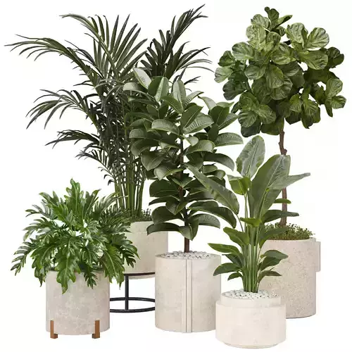 indoor plant collection set 002