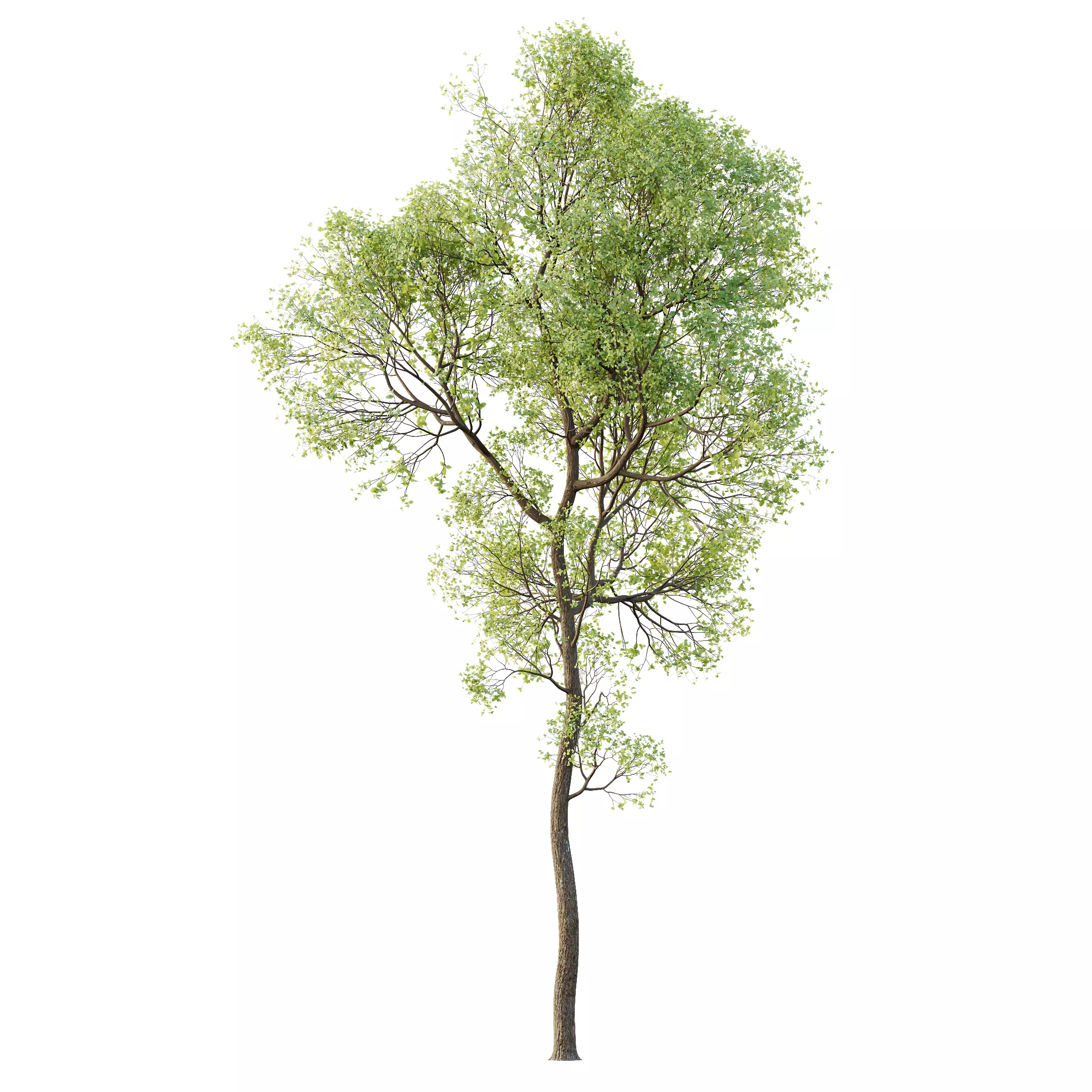 HQ Plants Shorea Robusta Sal Tree 3D model_0