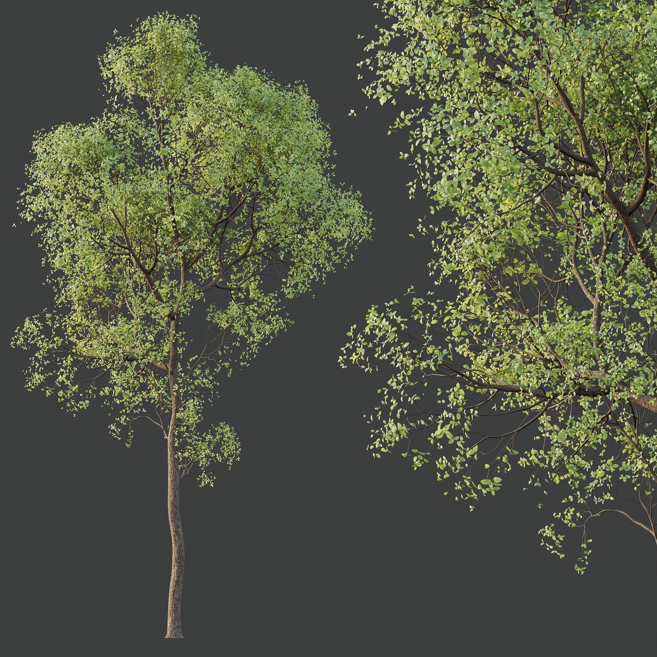 HQ Plants Shorea Robusta Sal Tree 3D model_1