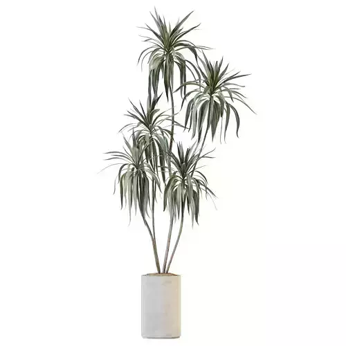 HousePlants Dracaena Warneckii Lemon Lime Cane Dragon Version07 3D model