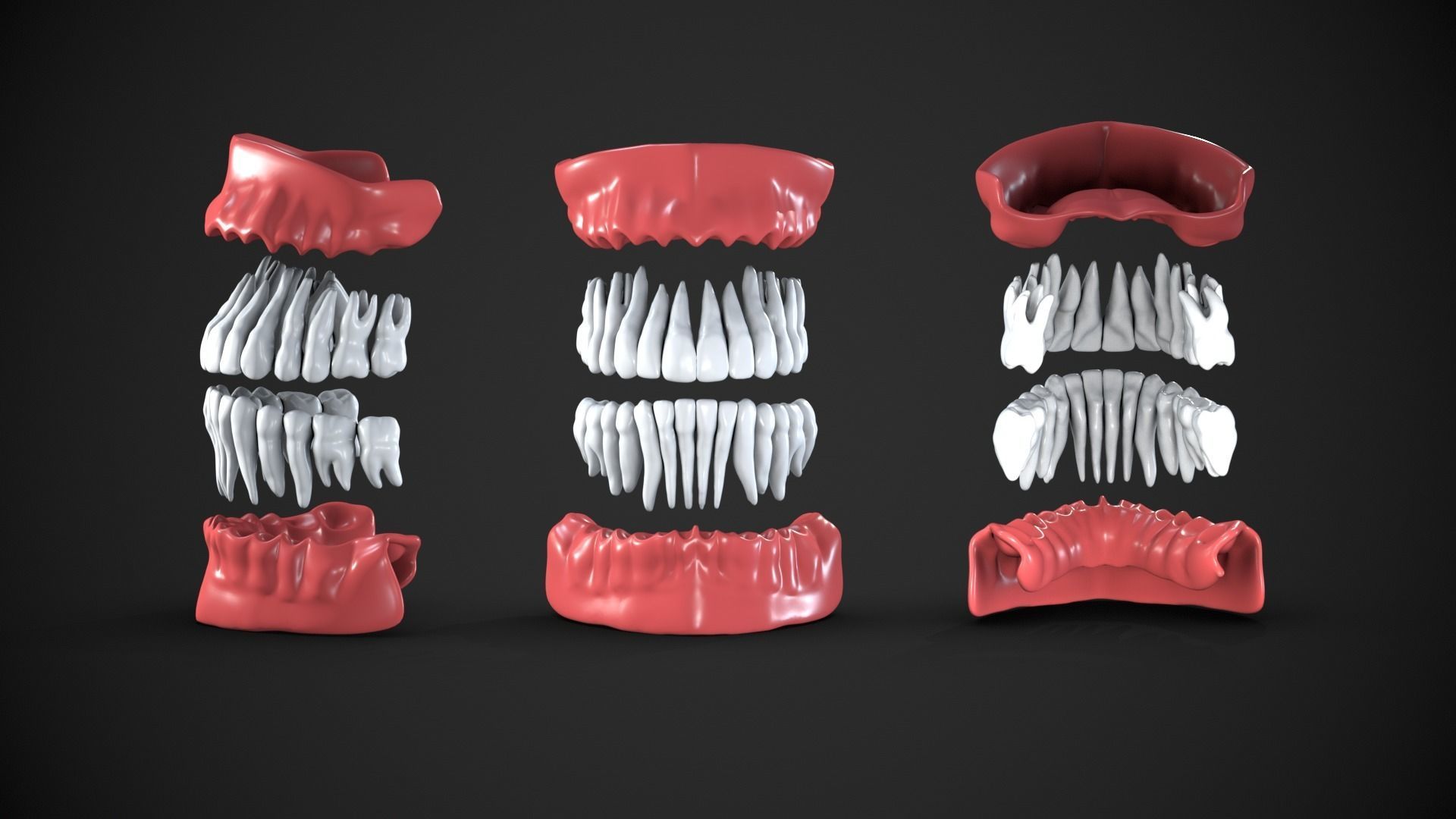 Dental anatomy Real human teeth anatomy medical case 3D print model_2
