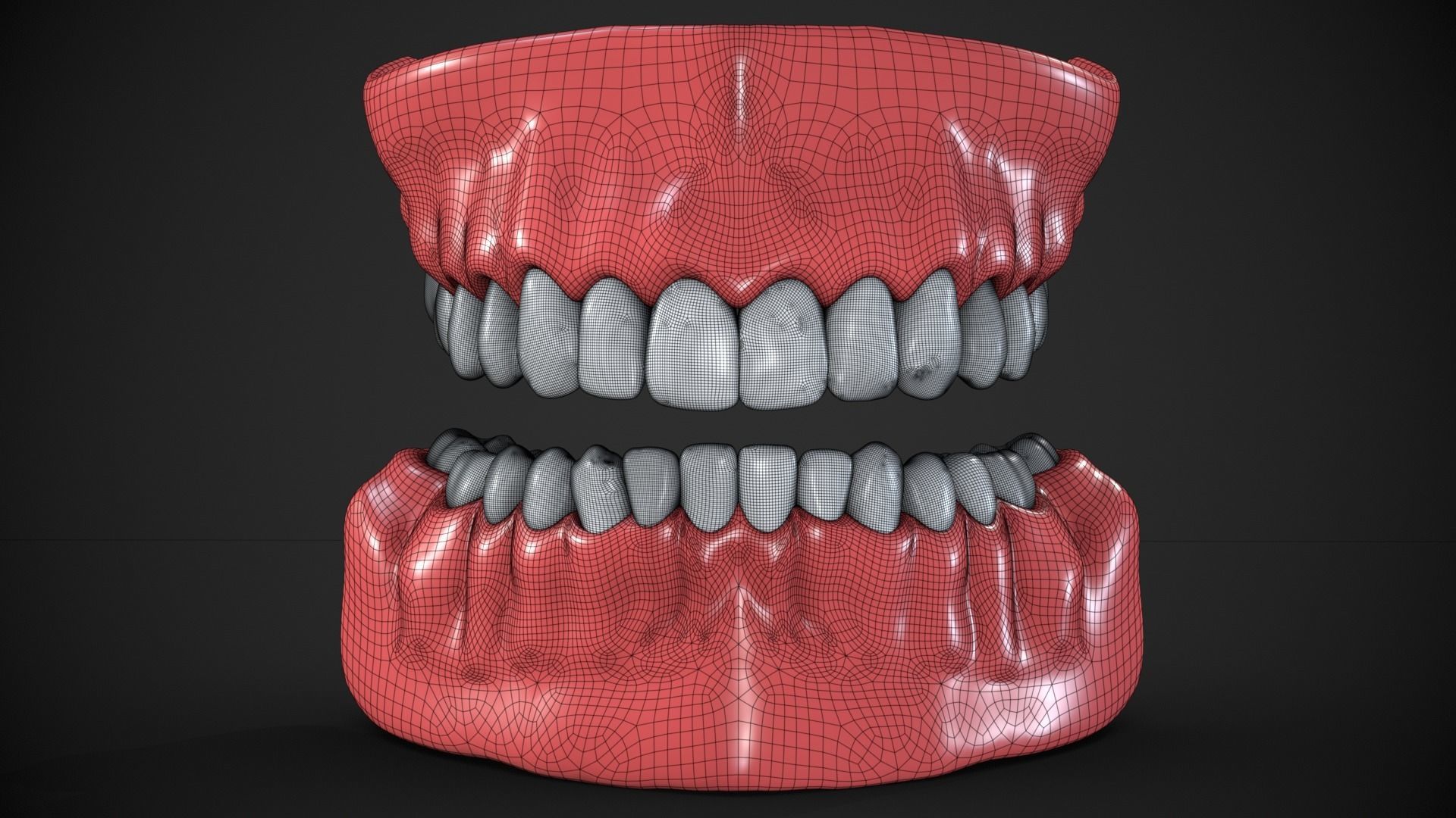 Dental anatomy Real human teeth anatomy medical case 3D print model_12