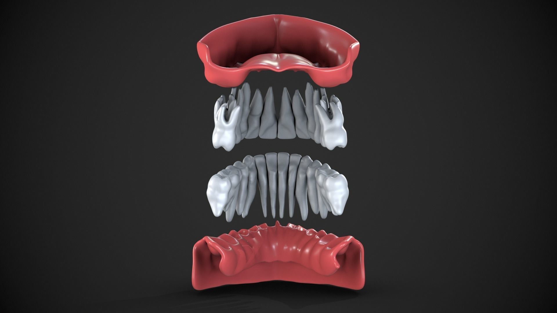 Dental anatomy Real human teeth anatomy medical case 3D print model_6