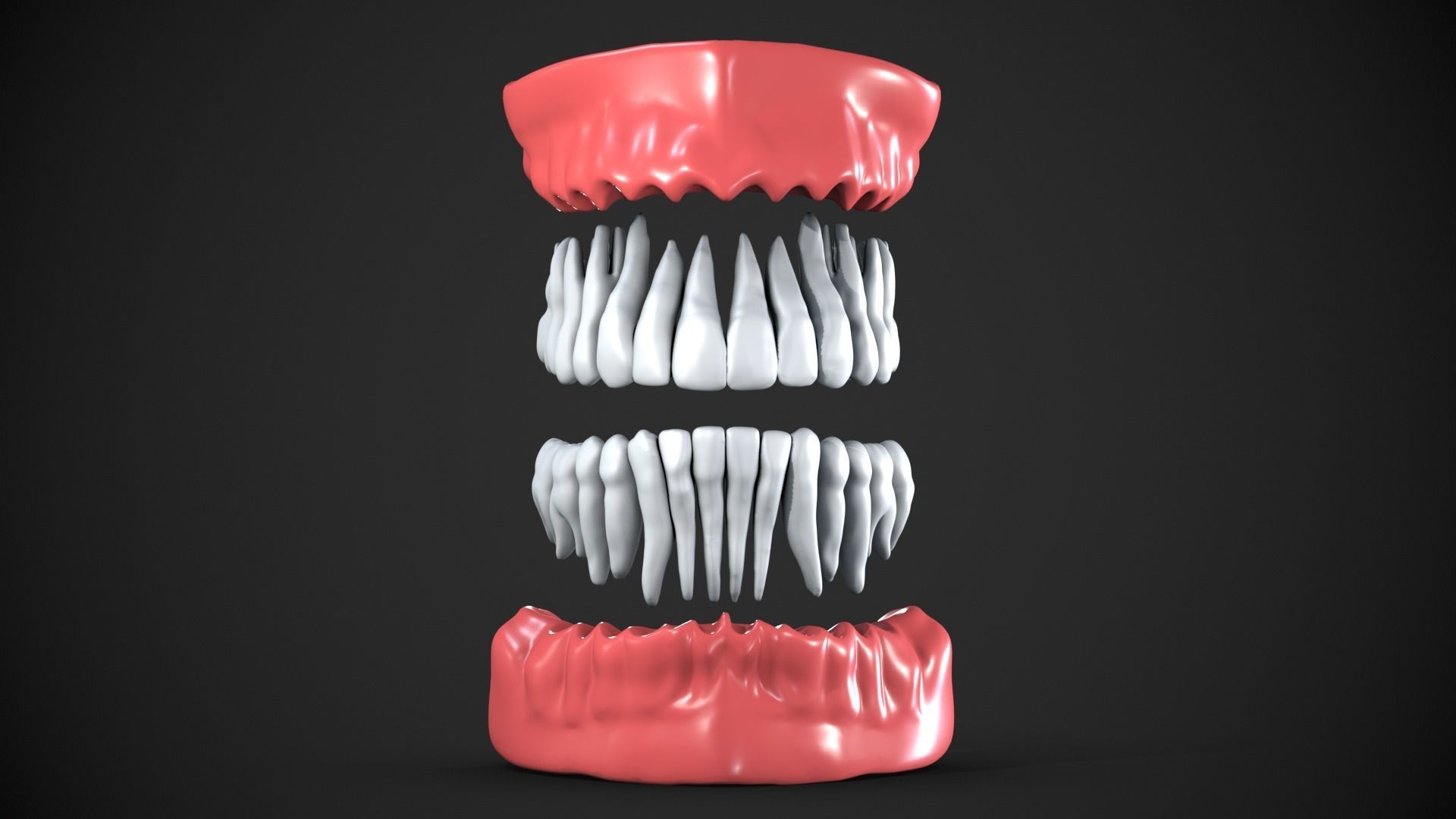 Dental anatomy Real human teeth anatomy medical case 3D print model_5