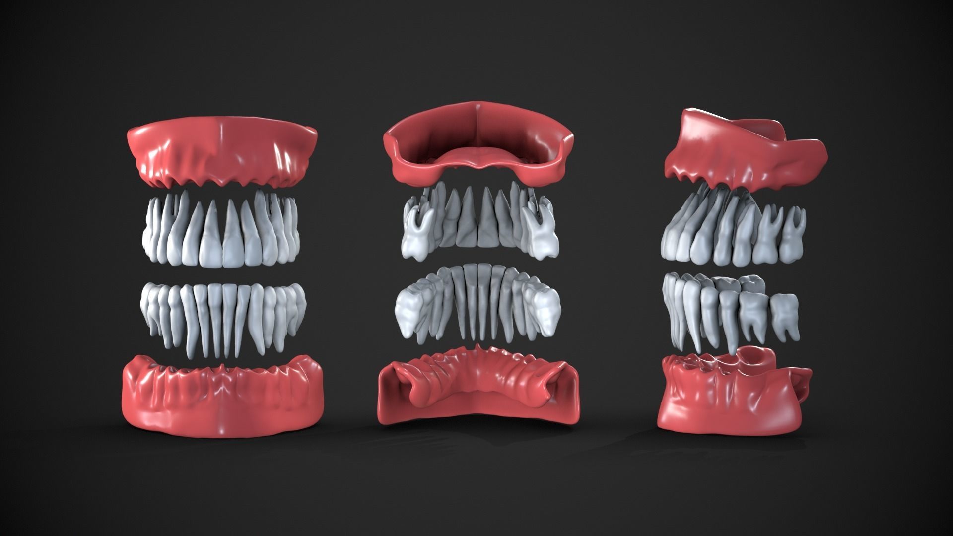 Dental anatomy Real human teeth anatomy medical case 3D print model_4