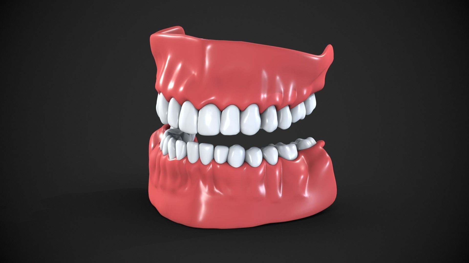 Dental anatomy Real human teeth anatomy medical case 3D print model_9