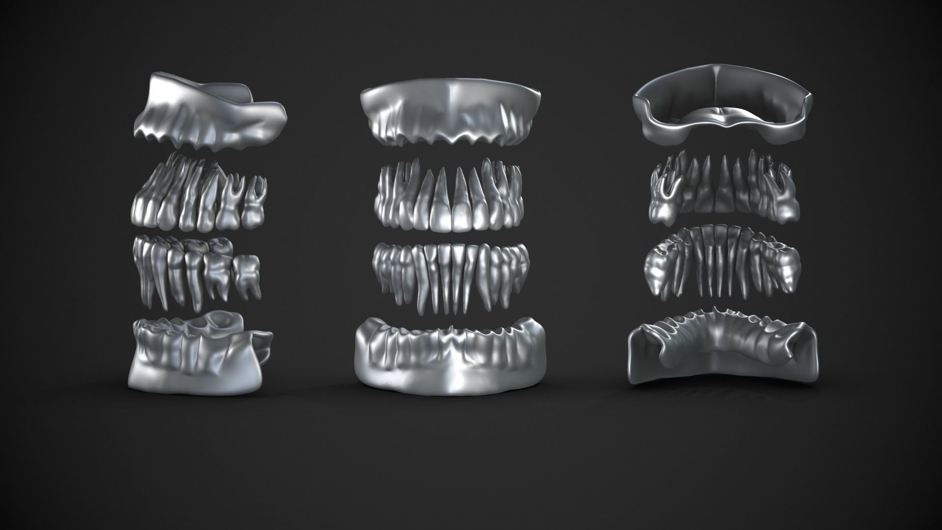 Dental anatomy Real human teeth anatomy medical case 3D print model_10