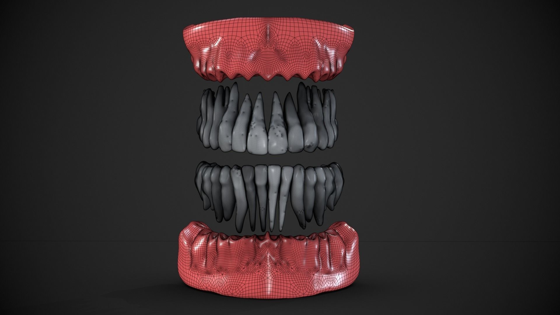 Dental anatomy Real human teeth anatomy medical case 3D print model_11