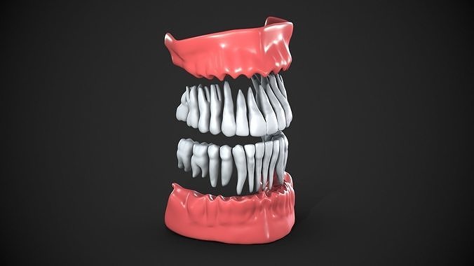Dental anatomy Real human teeth anatomy medical case 3D print model