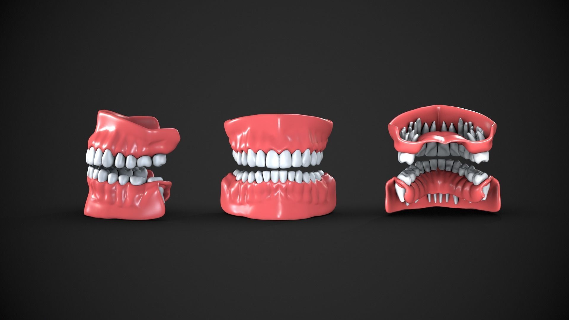 Dental anatomy Real human teeth anatomy medical case 3D print model_7