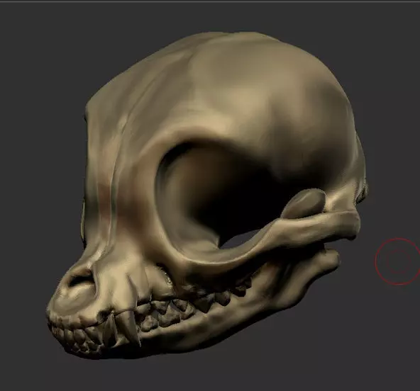 Chihuahua skull bone 3D print model
