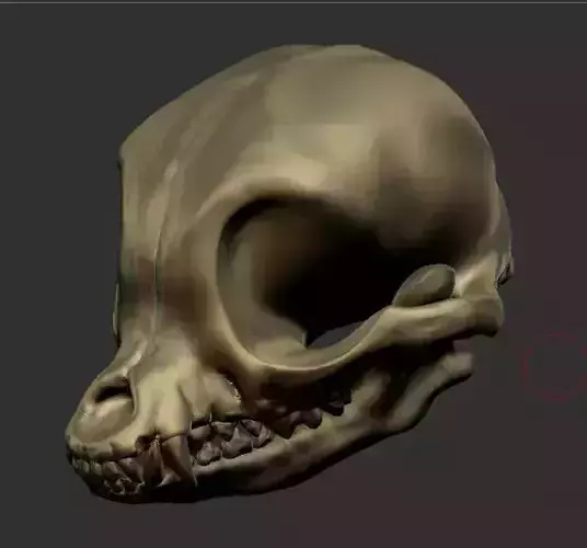 Chihuahua skull bone