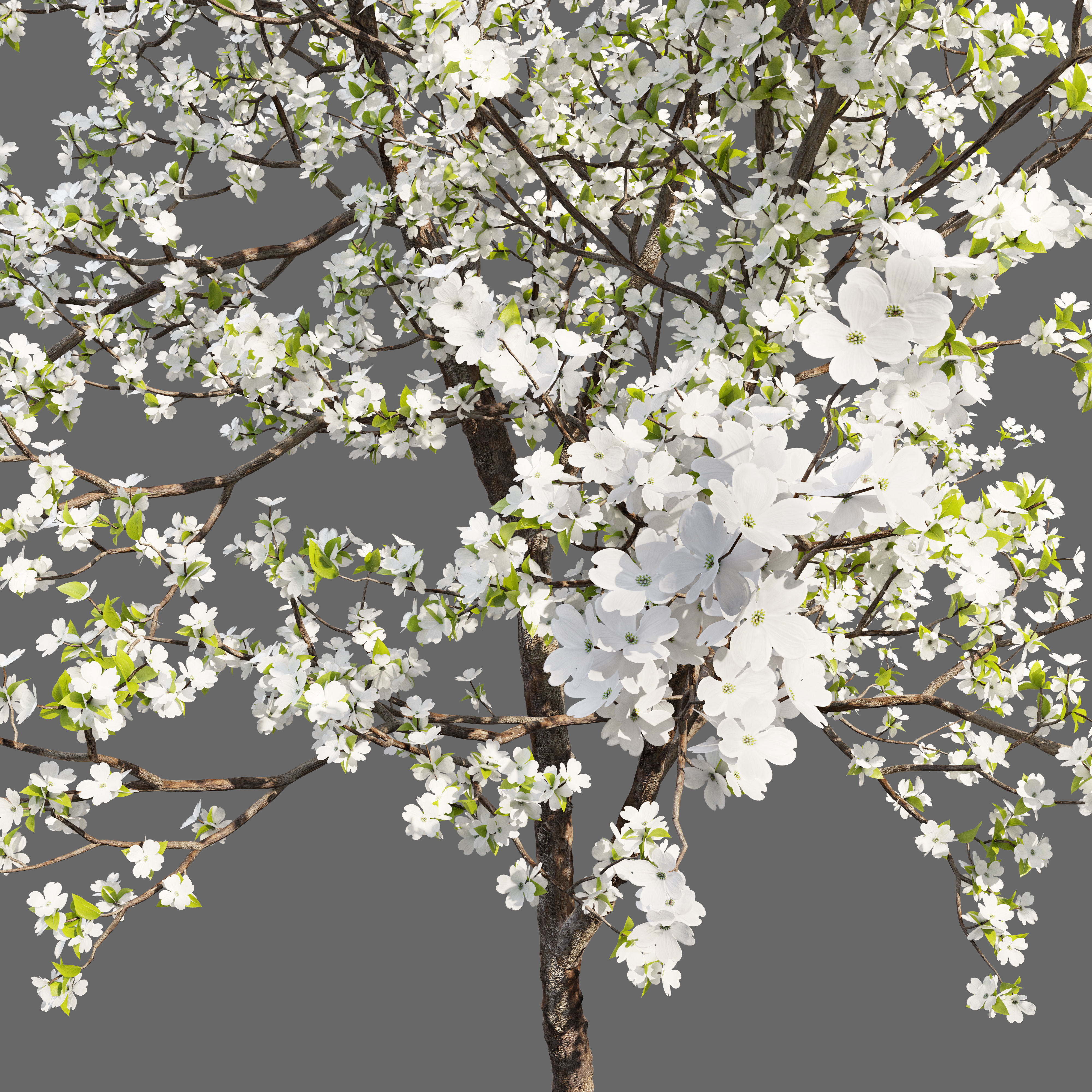 Dogwood tree 02 3D model_3