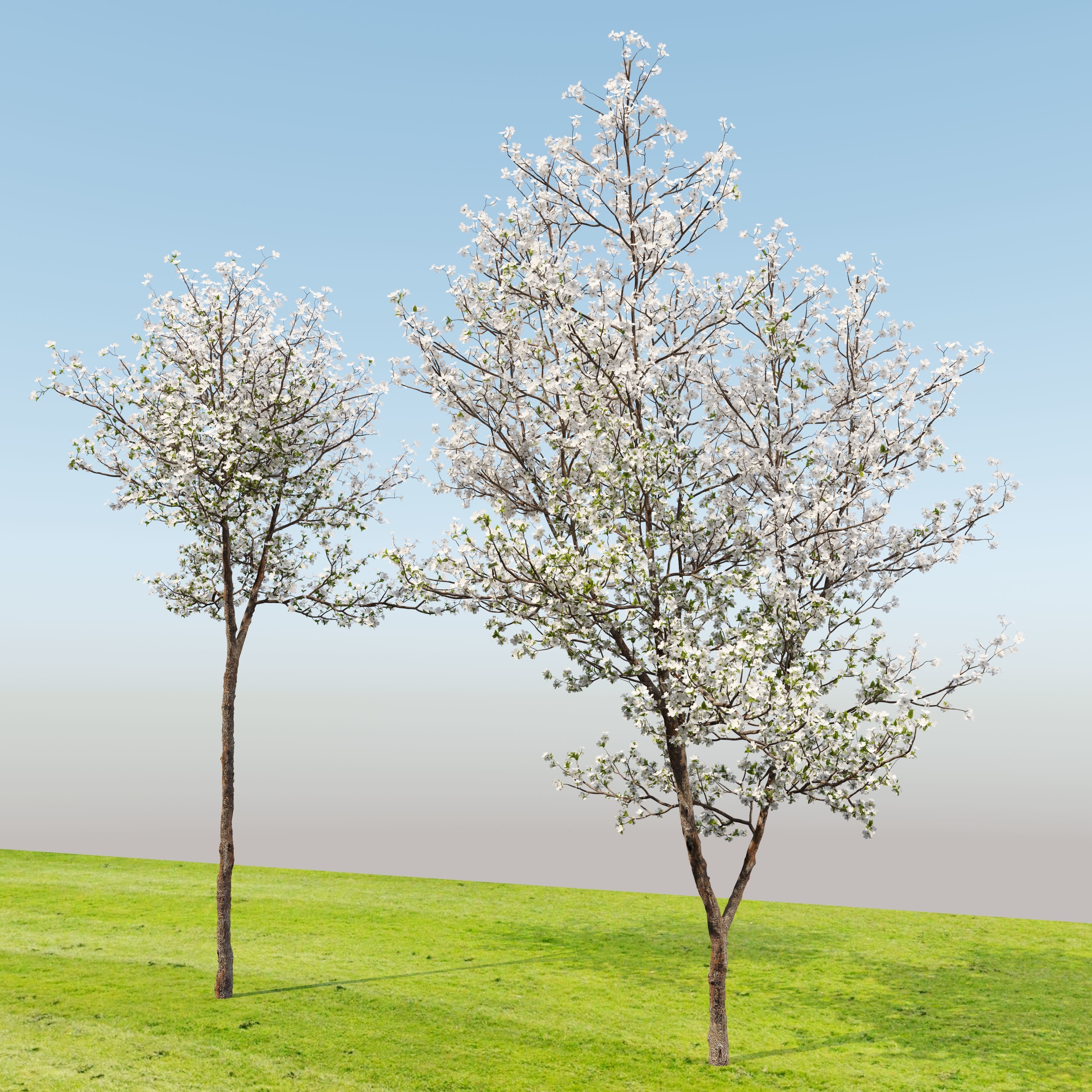 Dogwood tree 02 3D model_5