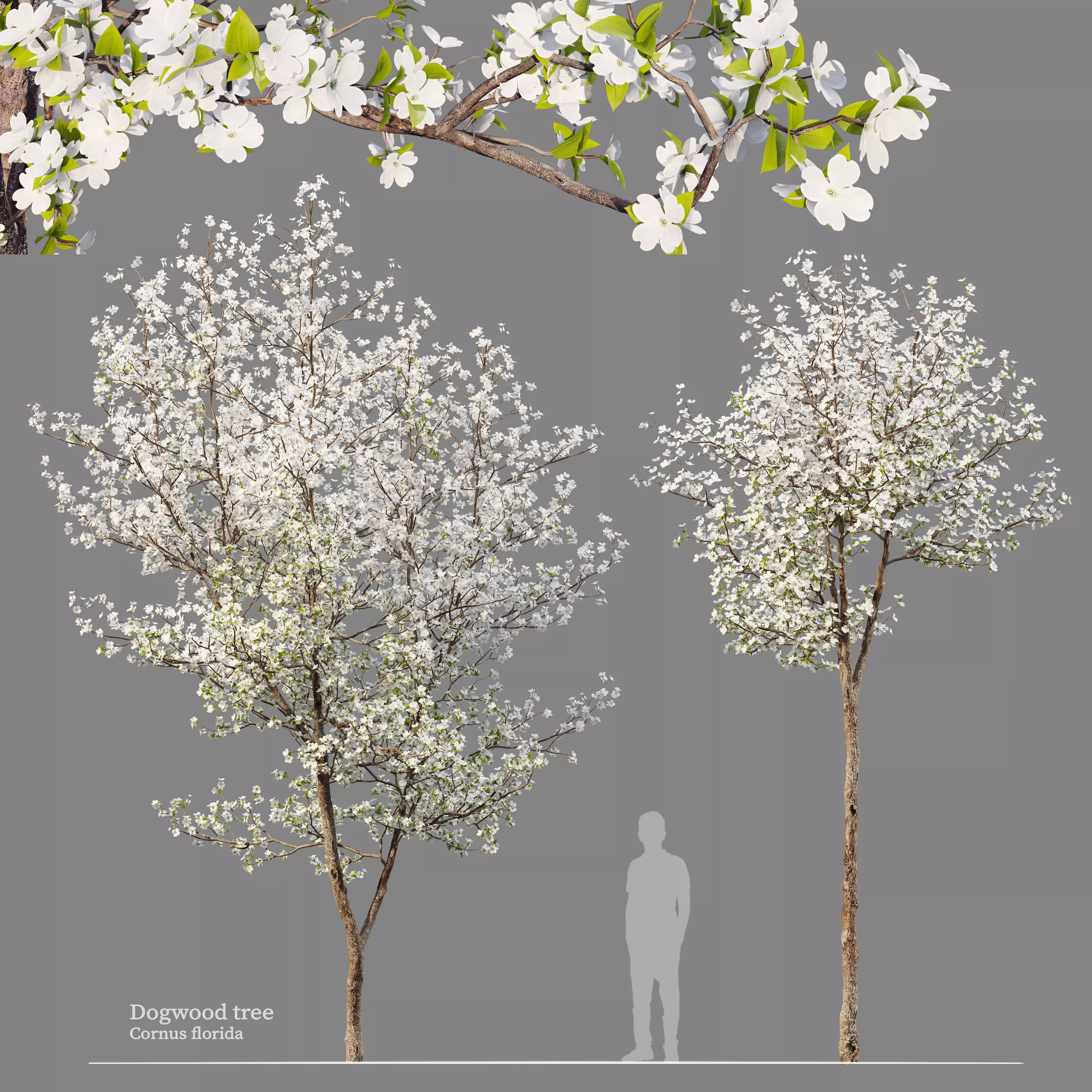 Dogwood tree 02 3D model_0