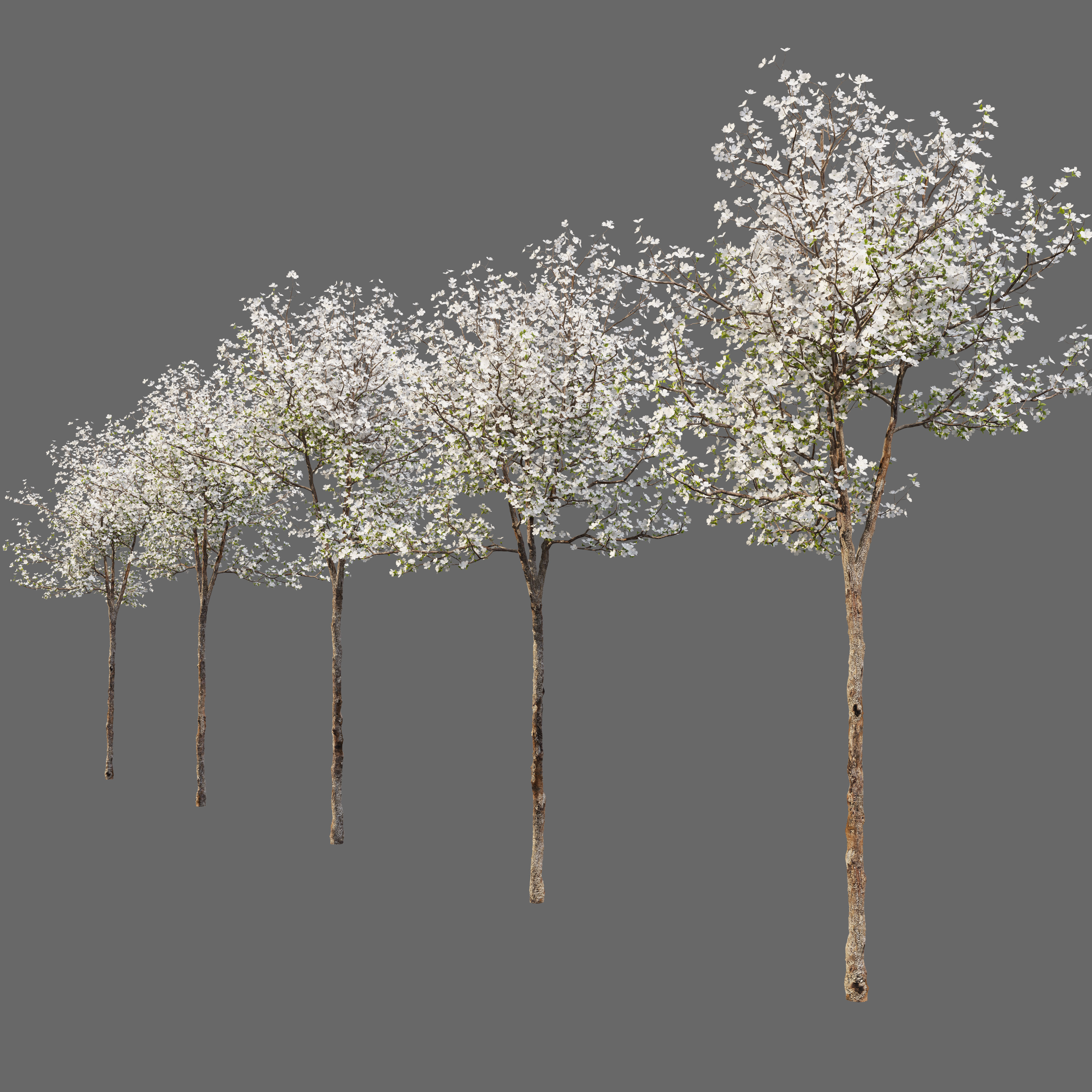 Dogwood tree 02 3D model_2