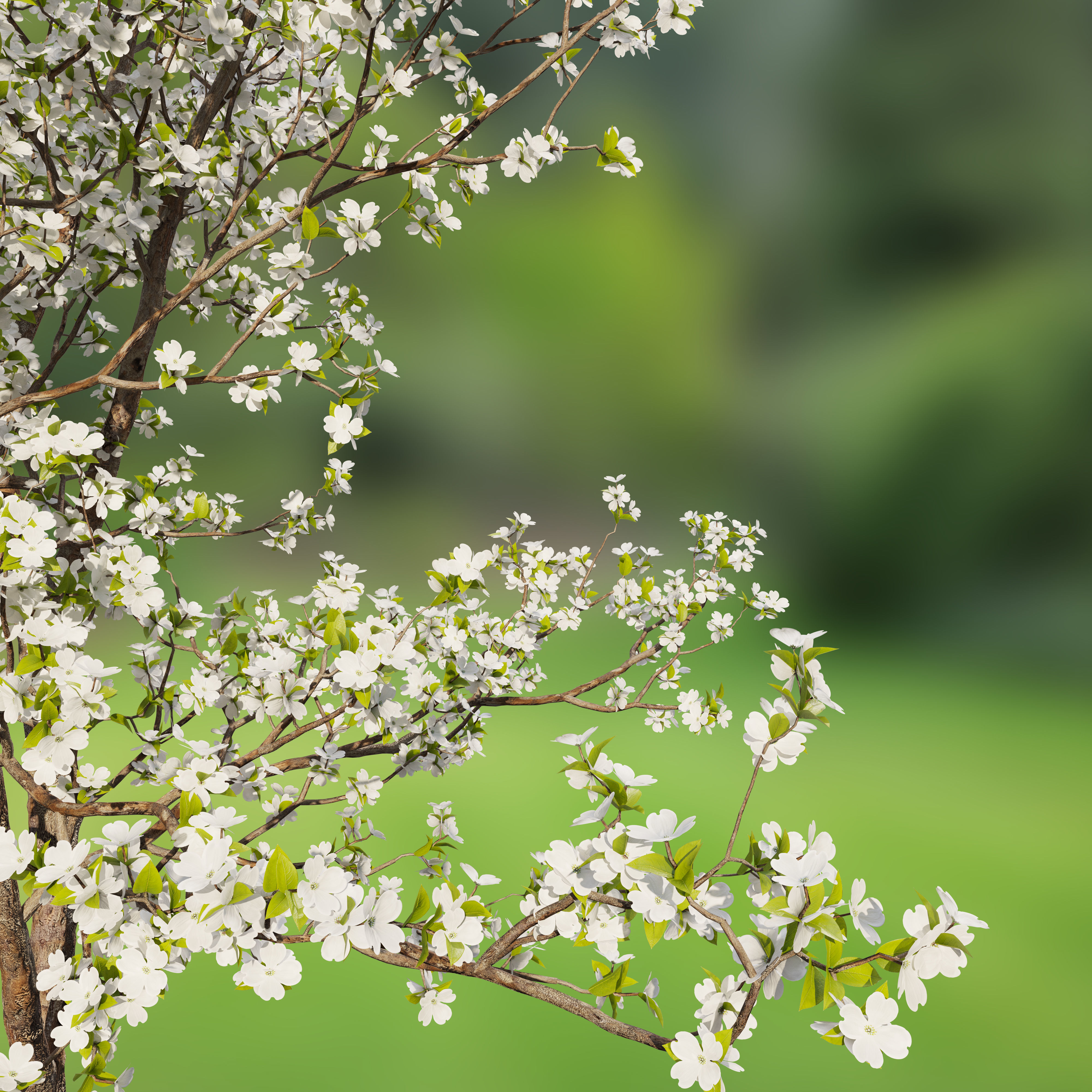 Dogwood tree 02 3D model_4