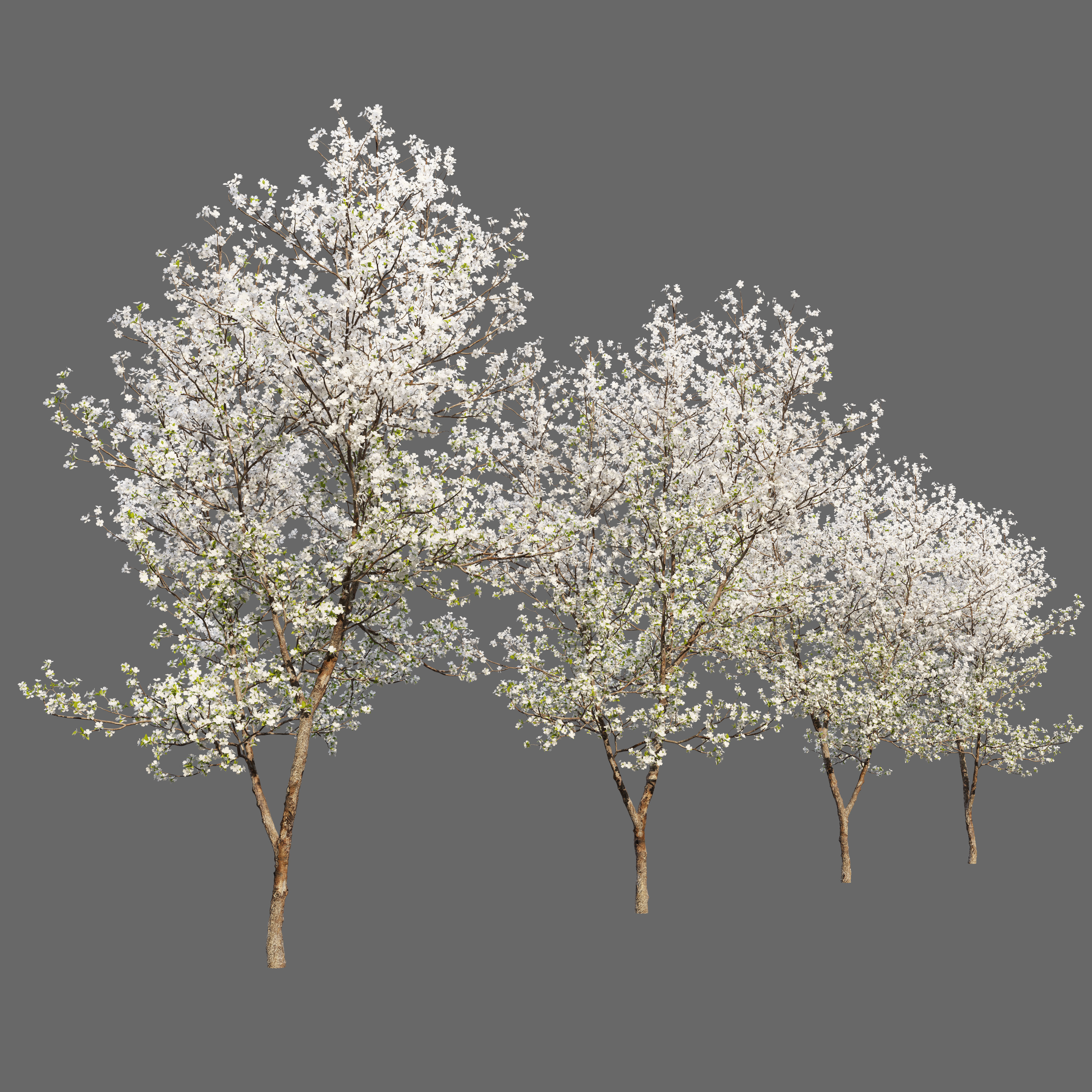 Dogwood tree 02 3D model_1