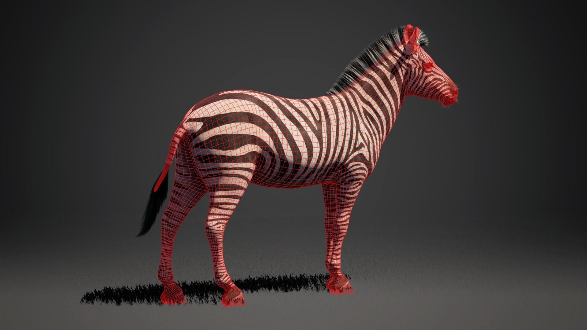 Zebra - Blender 3D model_7