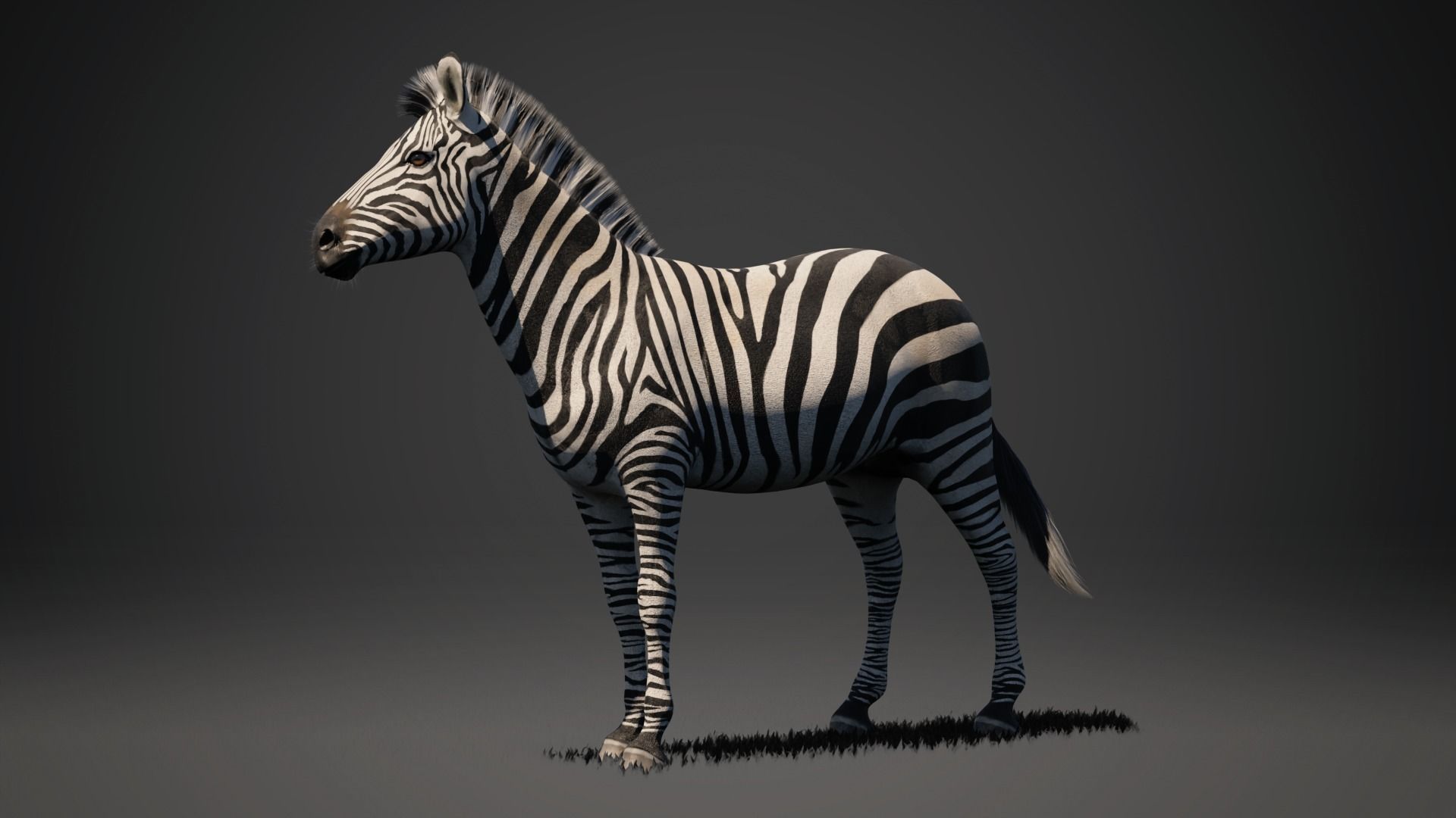 Zebra - Blender 3D model_2