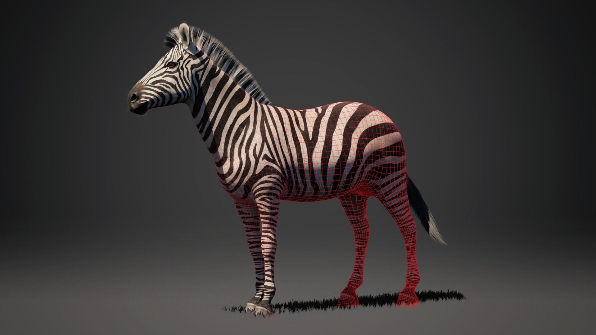 Zebra - Blender 3D model_3