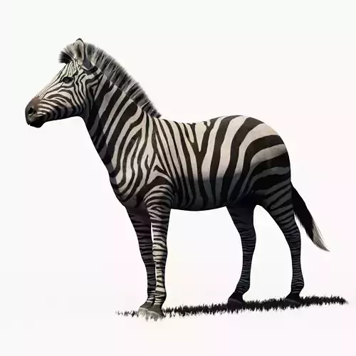 Zebra - Blender 3D model