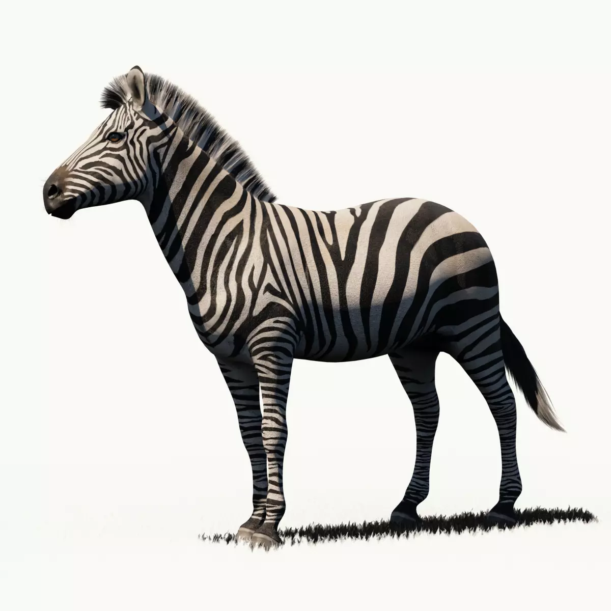 Zebra - Blender 3D model_0