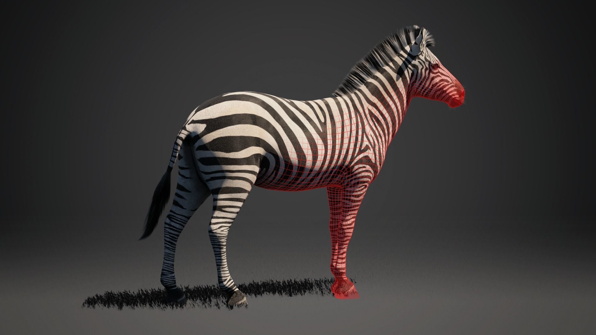 Zebra - Blender 3D model_6