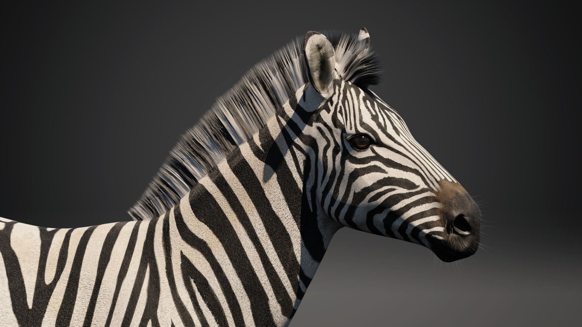 Zebra - Blender 3D model_4