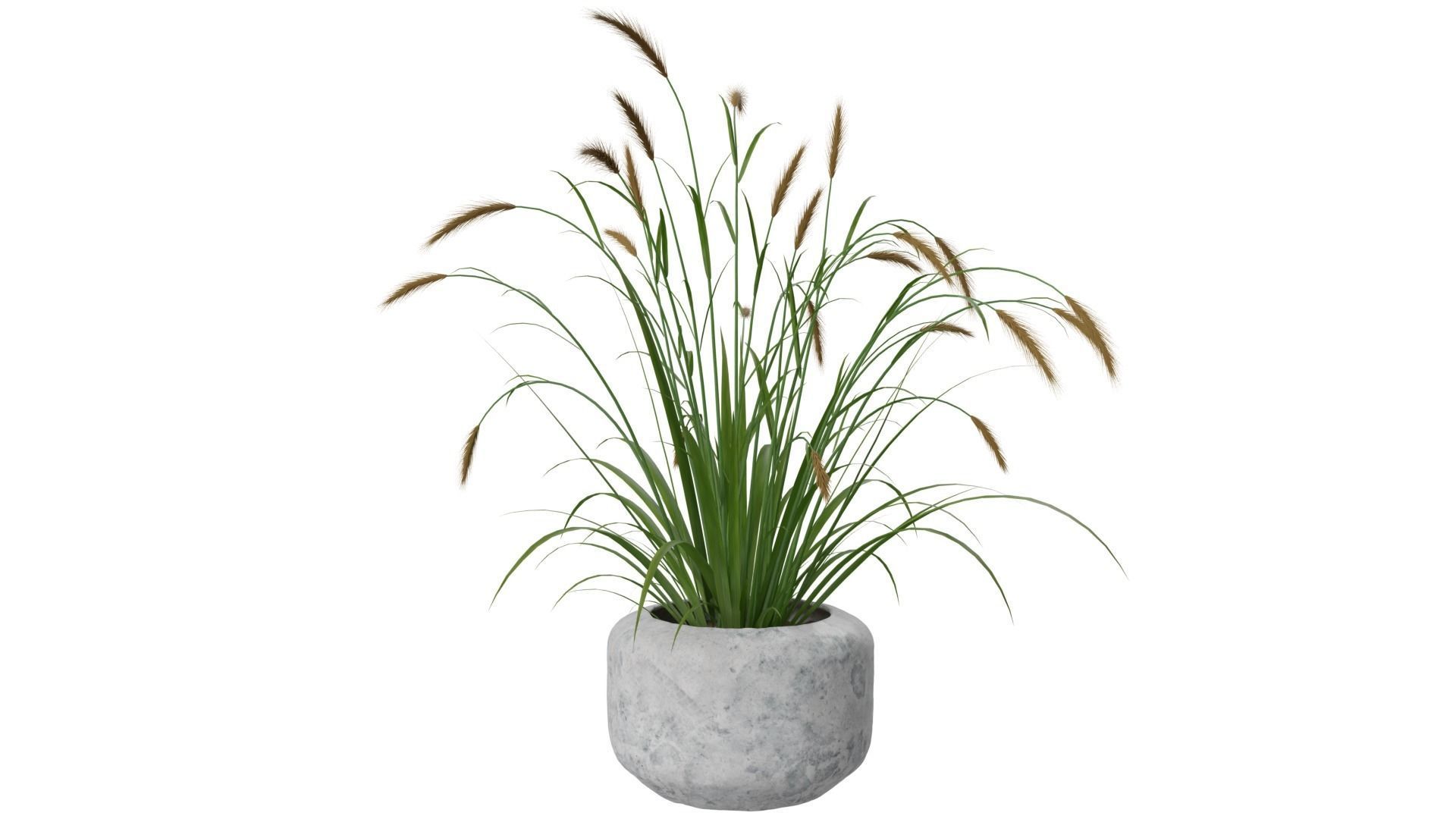 Pampass Flower 3D model_3