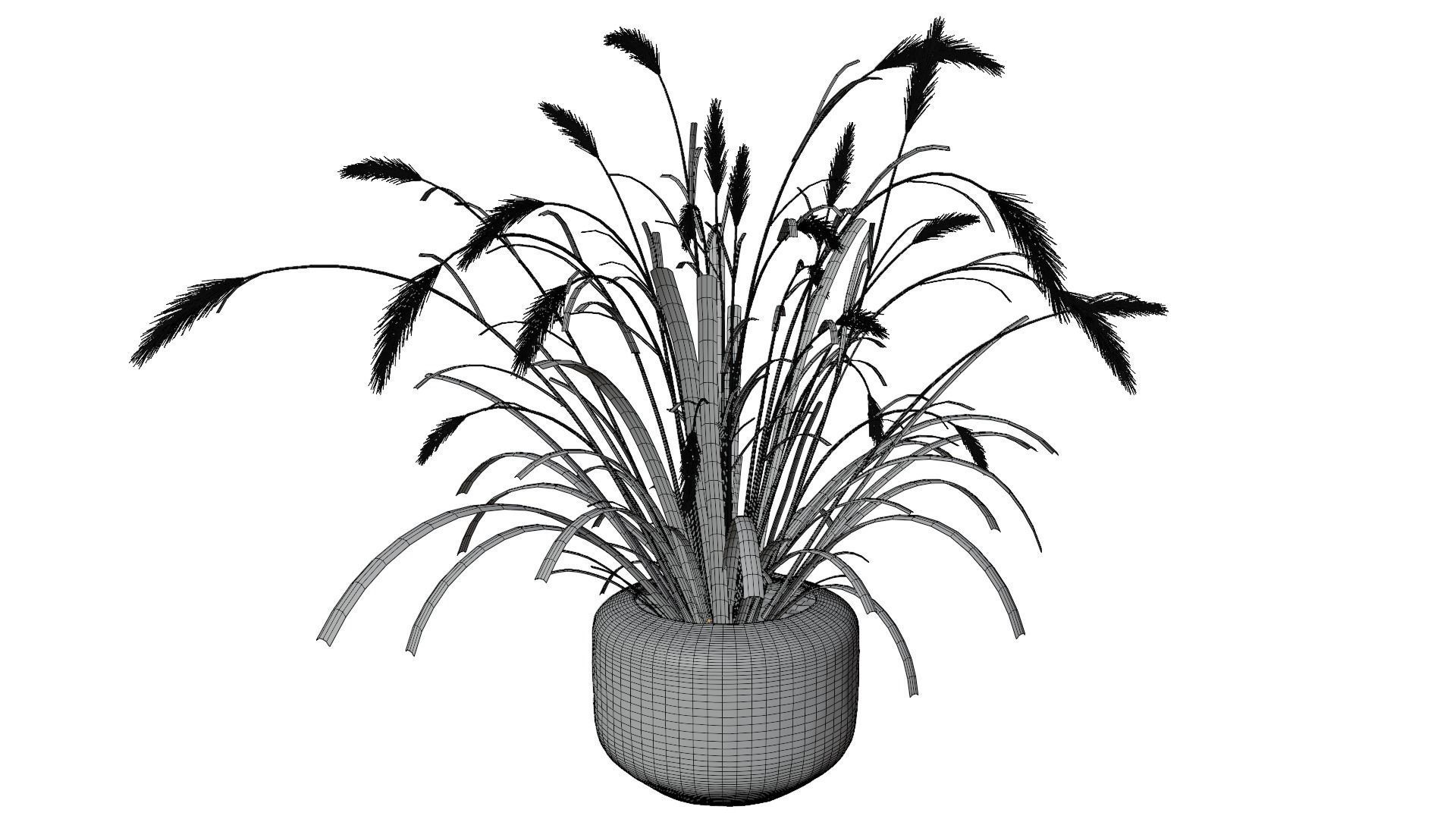 Pampass Flower 3D model_14