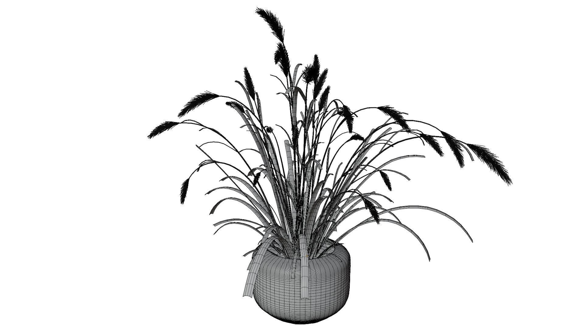 Pampass Flower 3D model_11