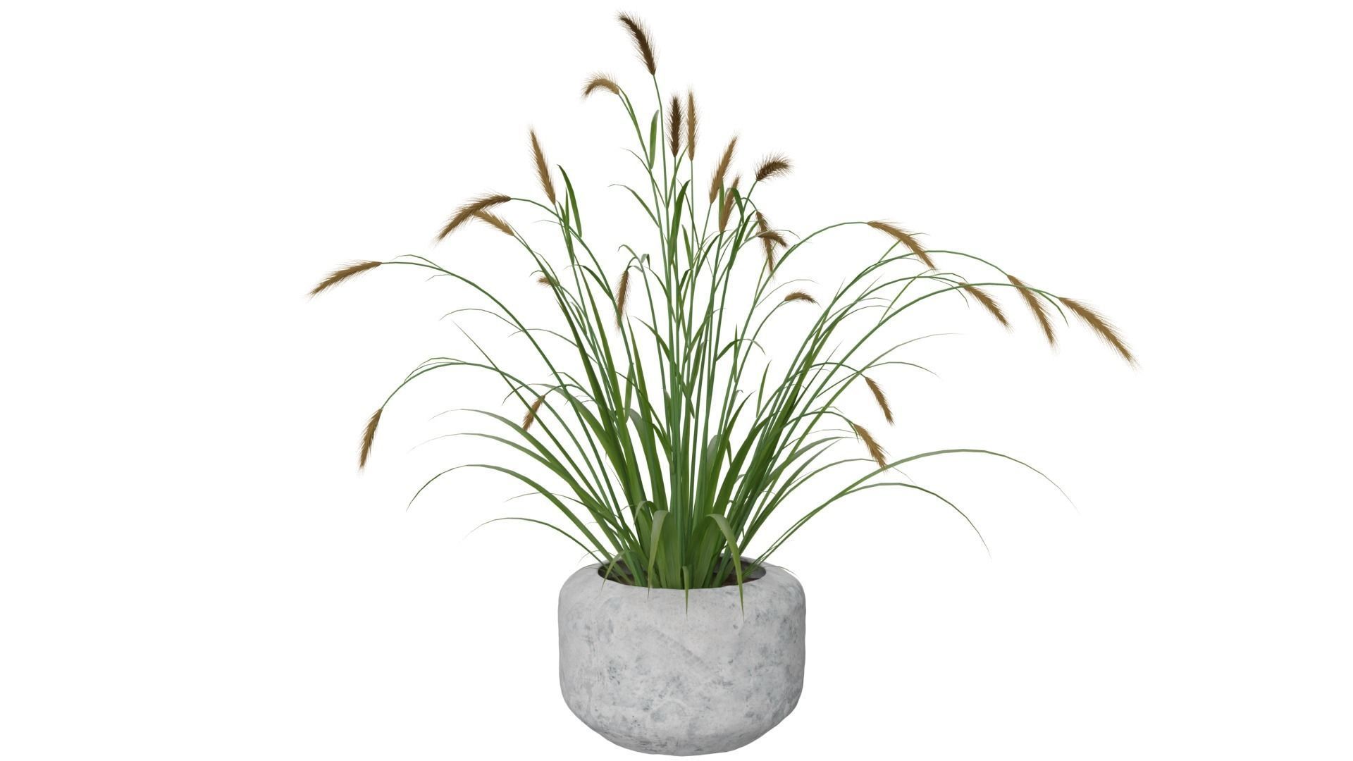 Pampass Flower 3D model_2