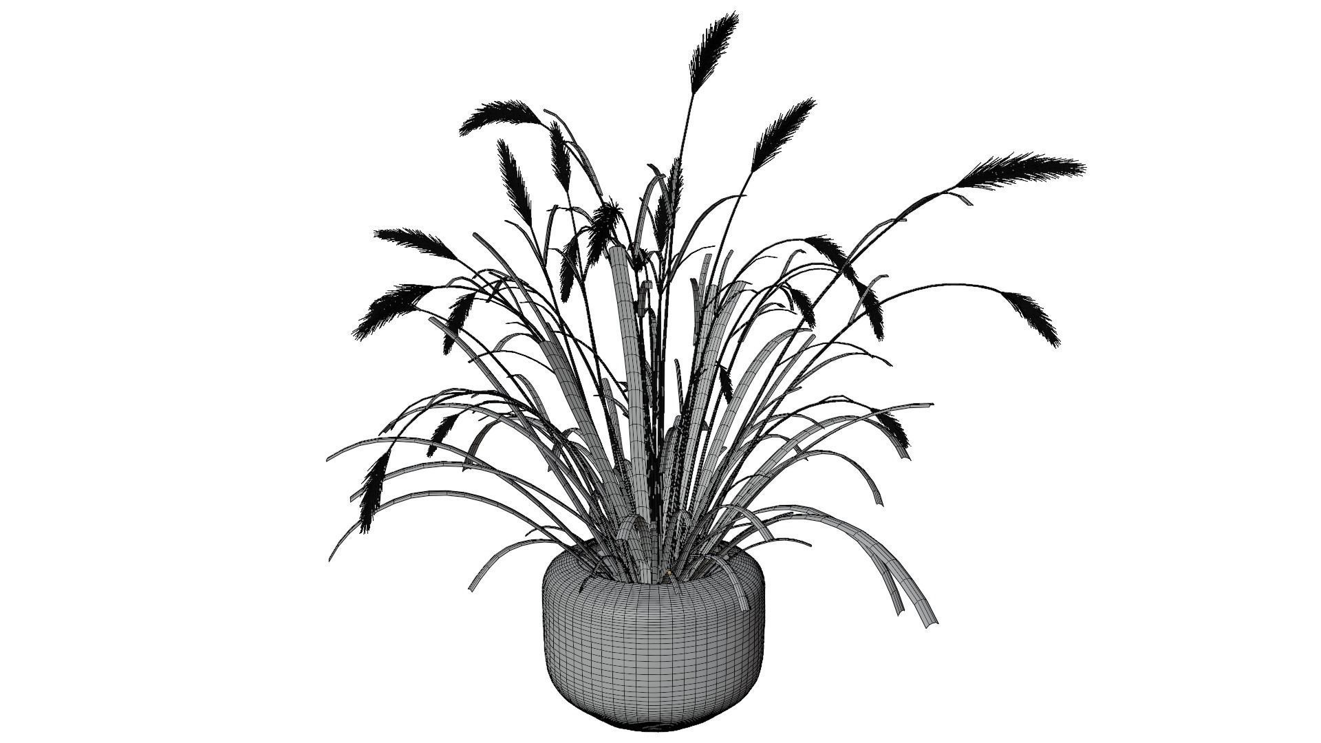 Pampass Flower 3D model_9