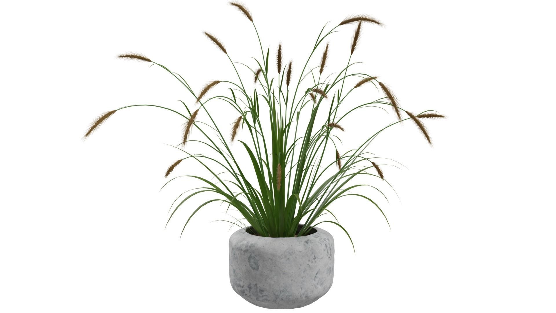 Pampass Flower 3D model_5