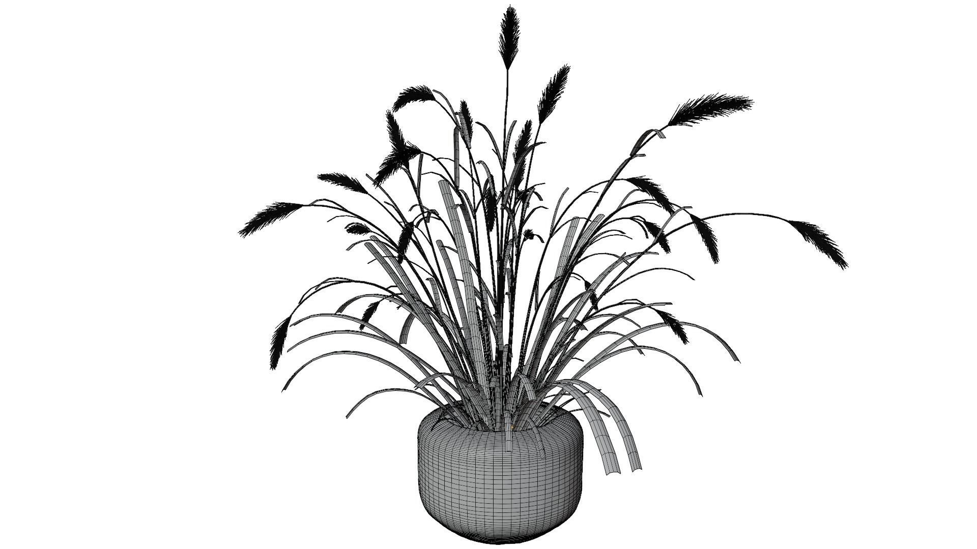 Pampass Flower 3D model_10